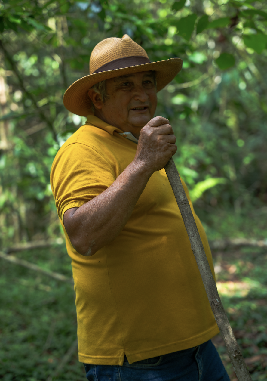 Patio Bonito SL28 specialty coffee producer in Cauca Colombia
