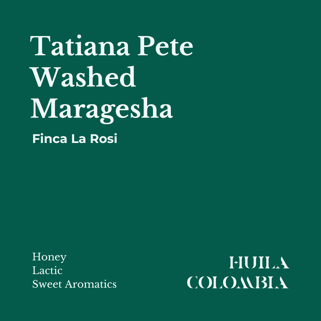 Fresh roasted Maragesha Washed Coffee from Huila, Colombia by Tatiana Pete with notes of Honey, Lactic, Sweet Aromatics.