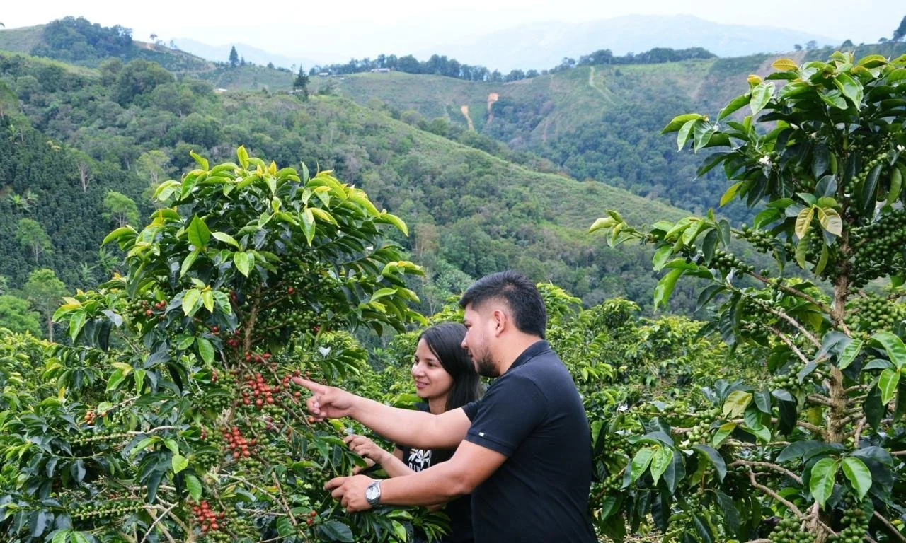 Specialty coffee producers and growers Yessica and Diego Parra of Diwan Coffee point out coffee cherries on the tree at Finca El Mirador. In the background, the landscape of Pitalito, Huila, Colombia.