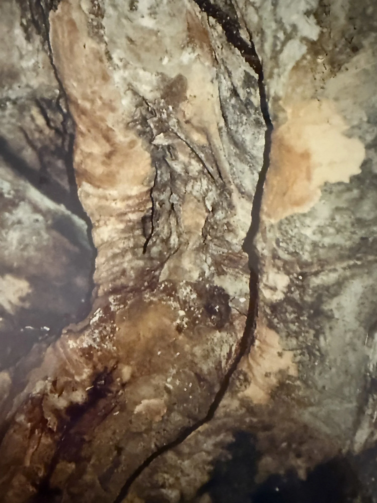 Close-up of rough, cracked, and weathered tree bark with some dark cracks and crevices.