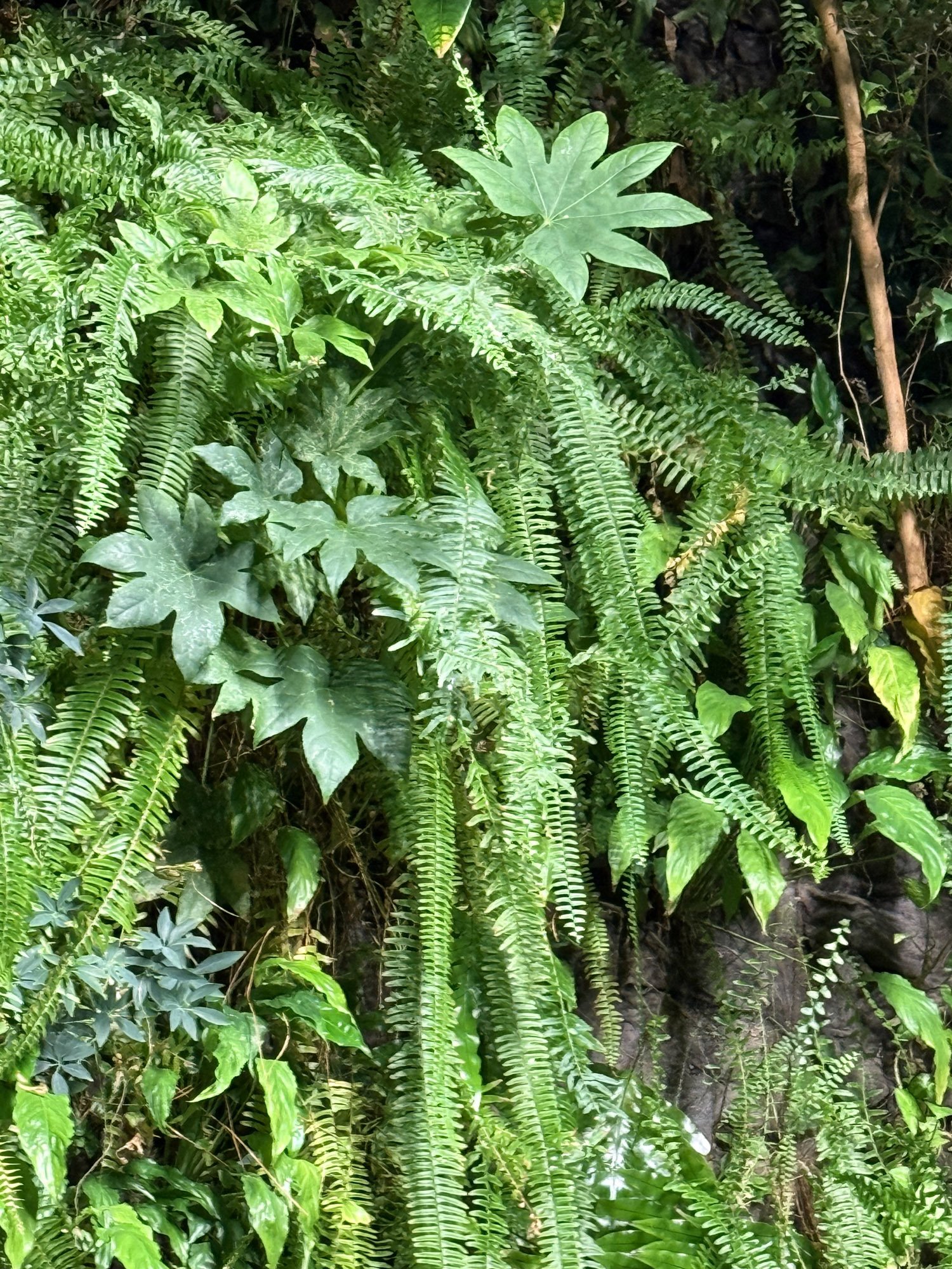 Dense green foliage with various types of leaves, including ferns, ivy, and a large maple leaf, some with spotted patterns, in a lush forest or garden setting.