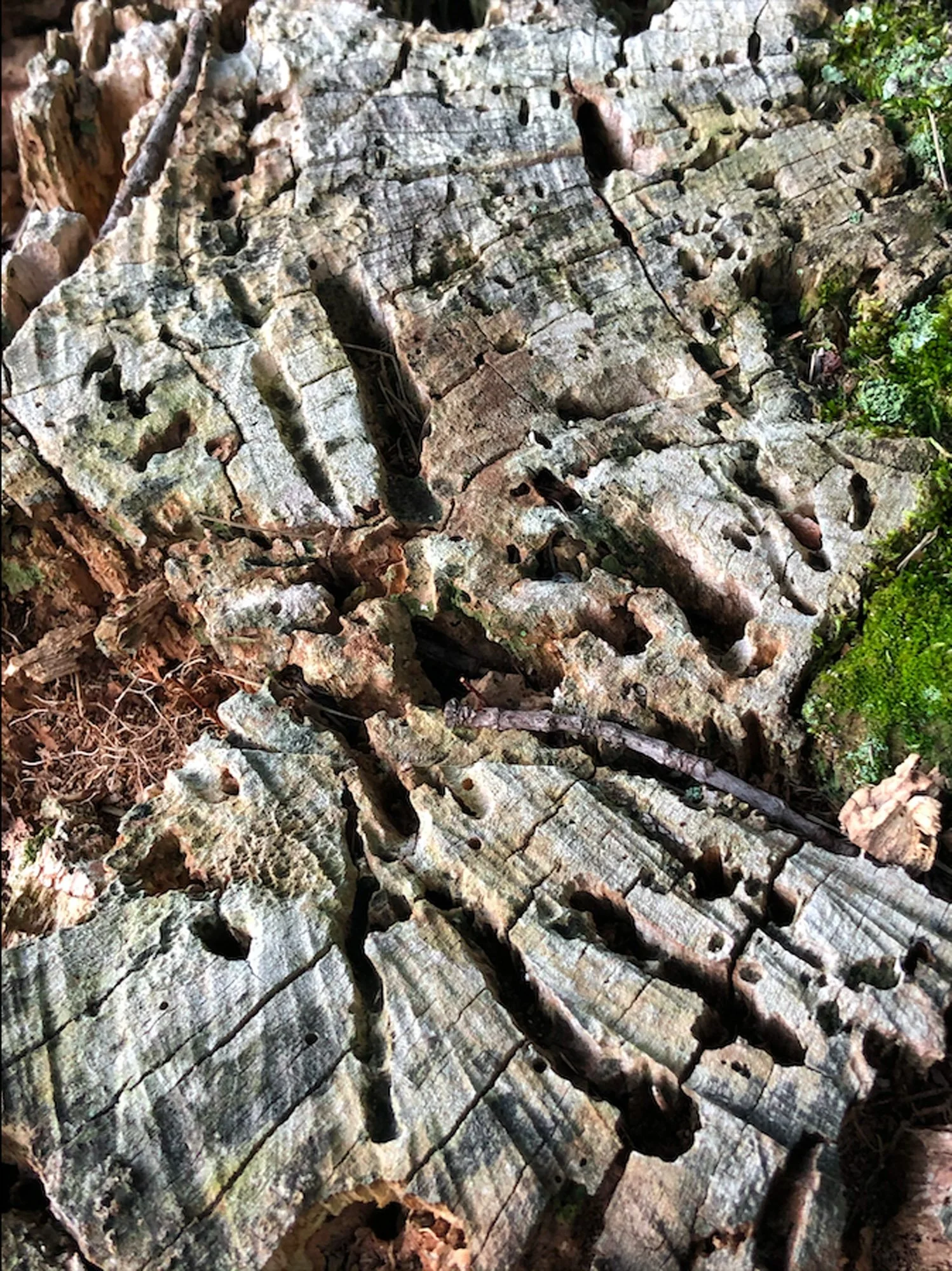 A close-up of a weathered tree log with cracks and holes, surrounded by small green plants and dried leaves.