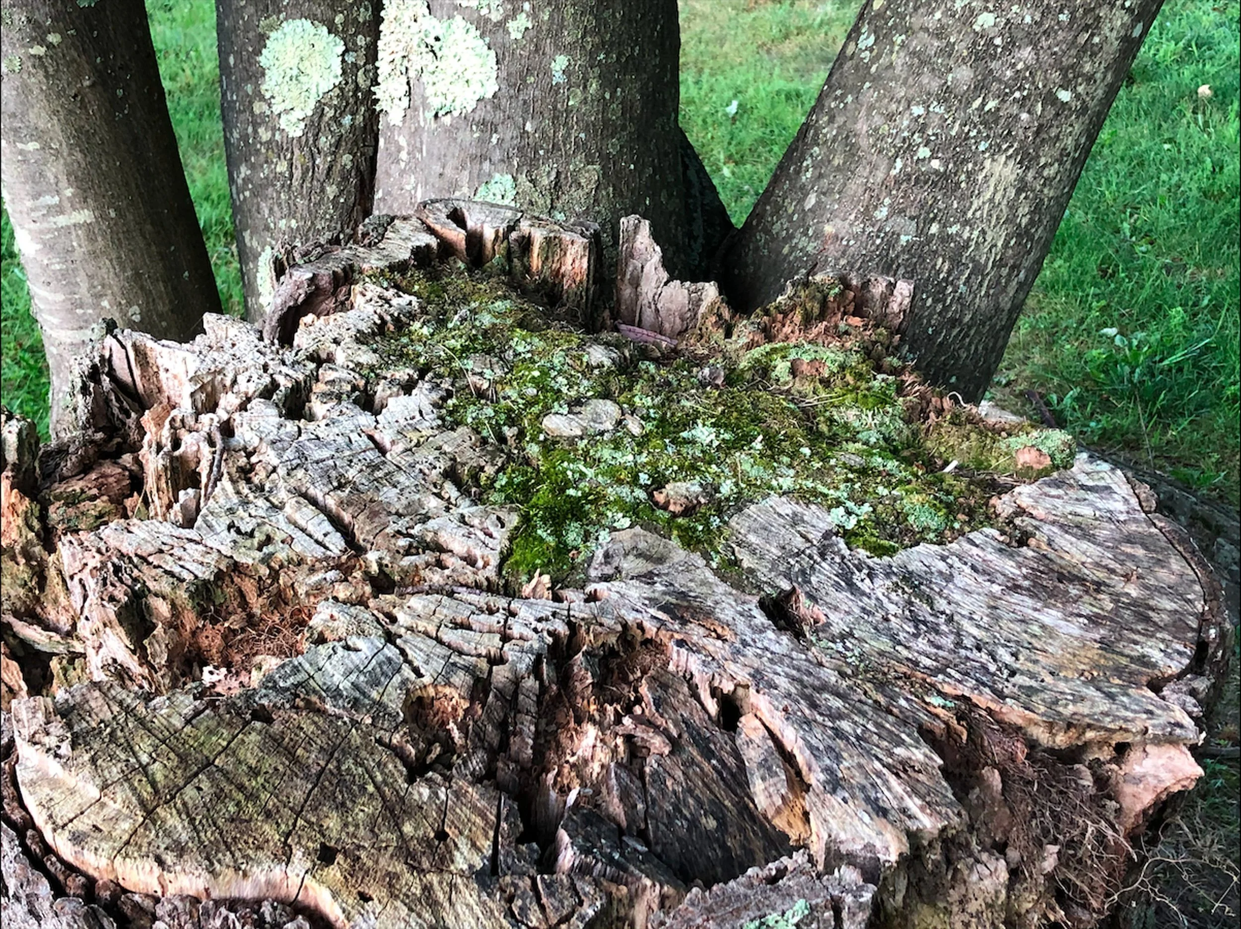 Close-up of a large hollow tree trunk with split wood and moss on the surface, surrounded by green grass.