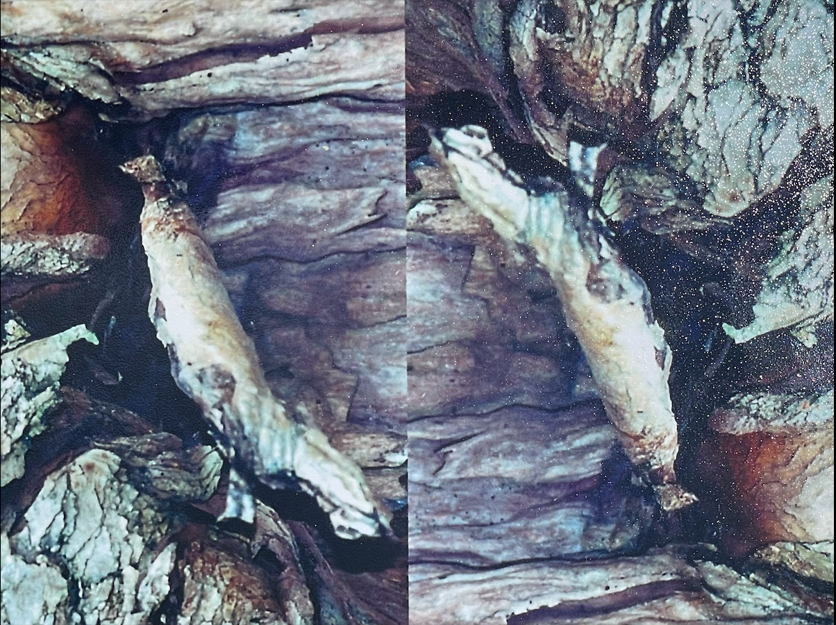Close-up of a tree trunk with a small animal, possibly a chipmunk, nestled within the bark.