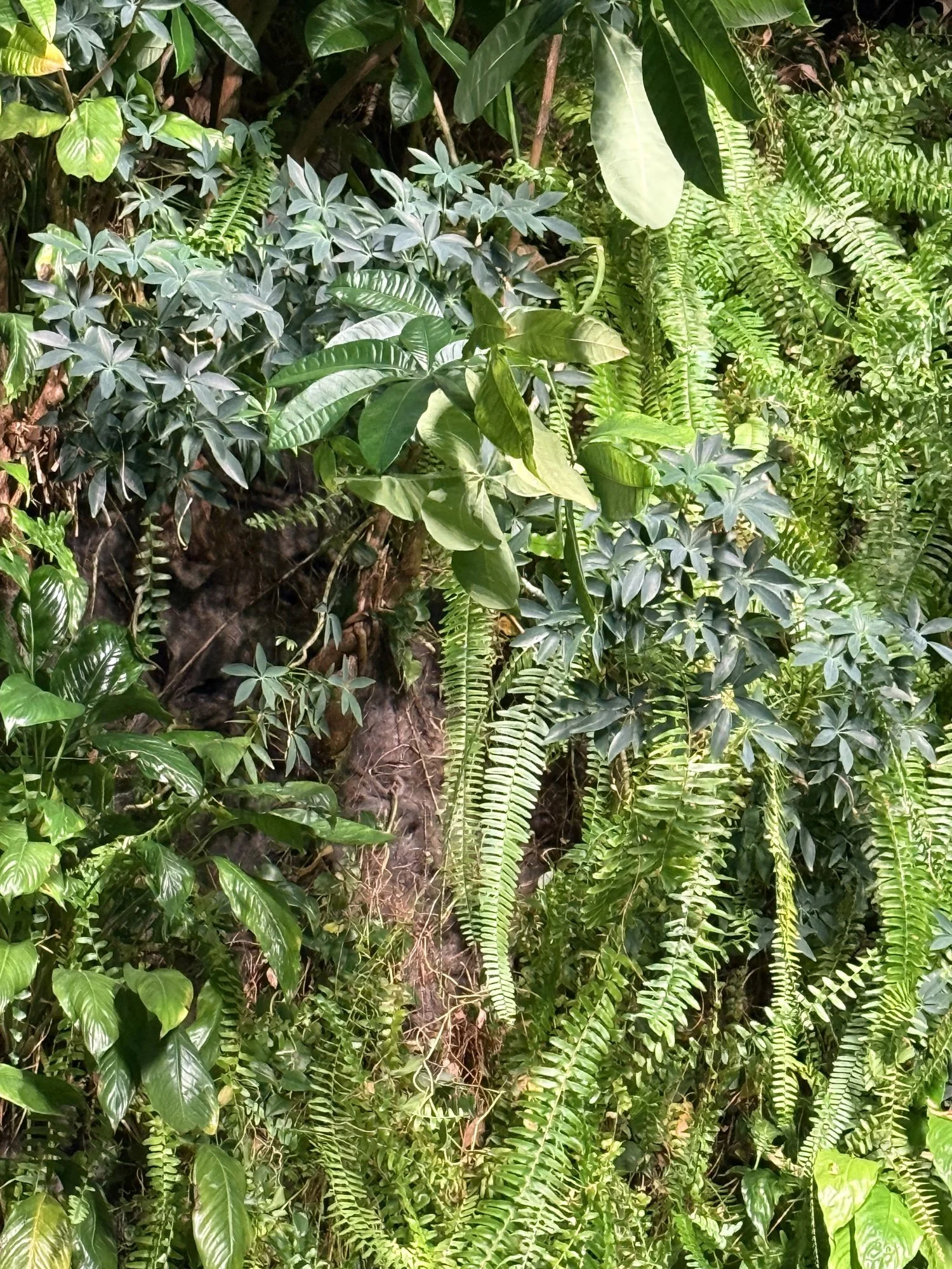 A dense collection of various green tropical plants including fern, ivy, and broadleaf plants.