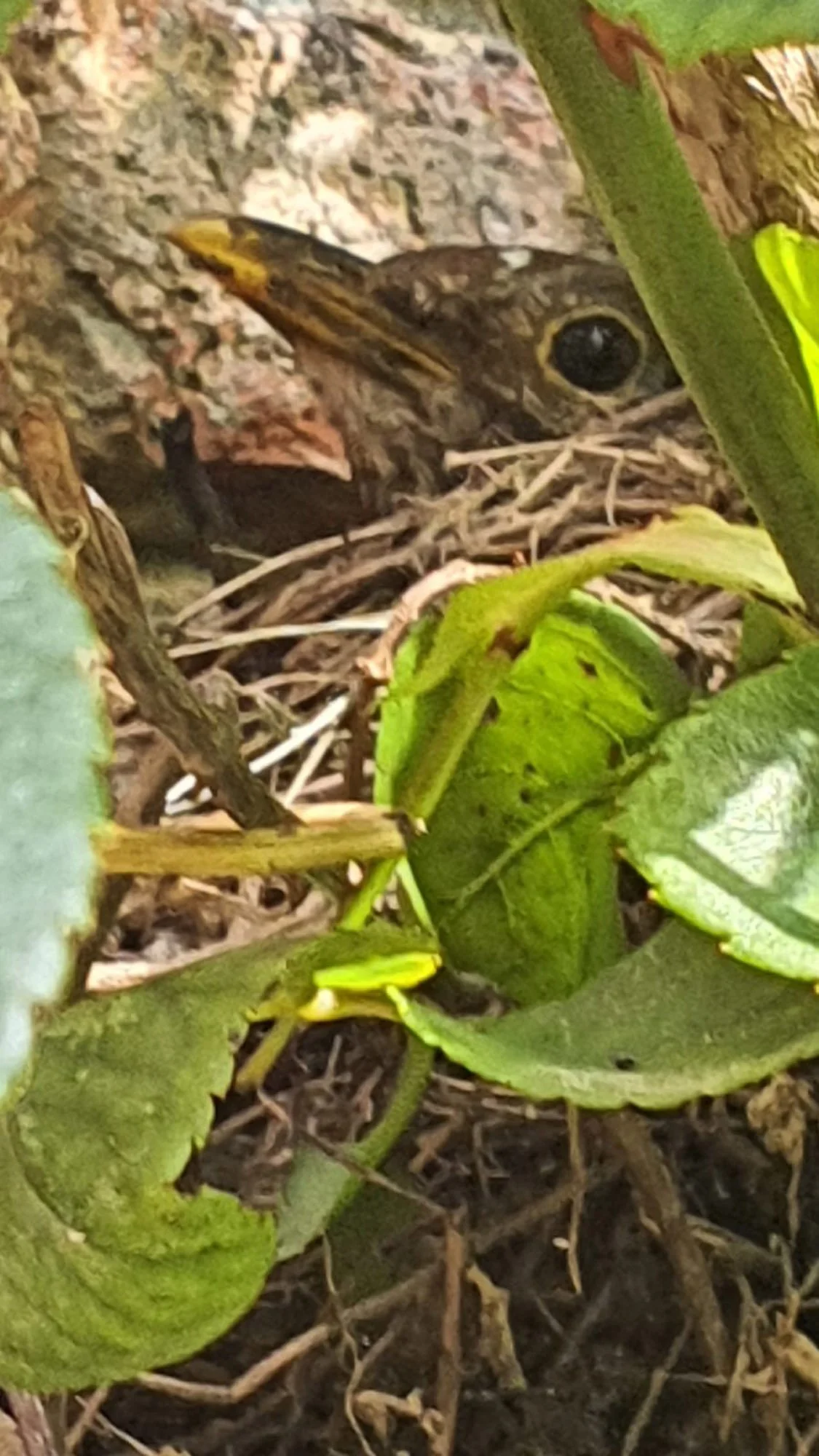 A small frog with a green and yellow body hiding among green leaves and brown twigs on the ground.