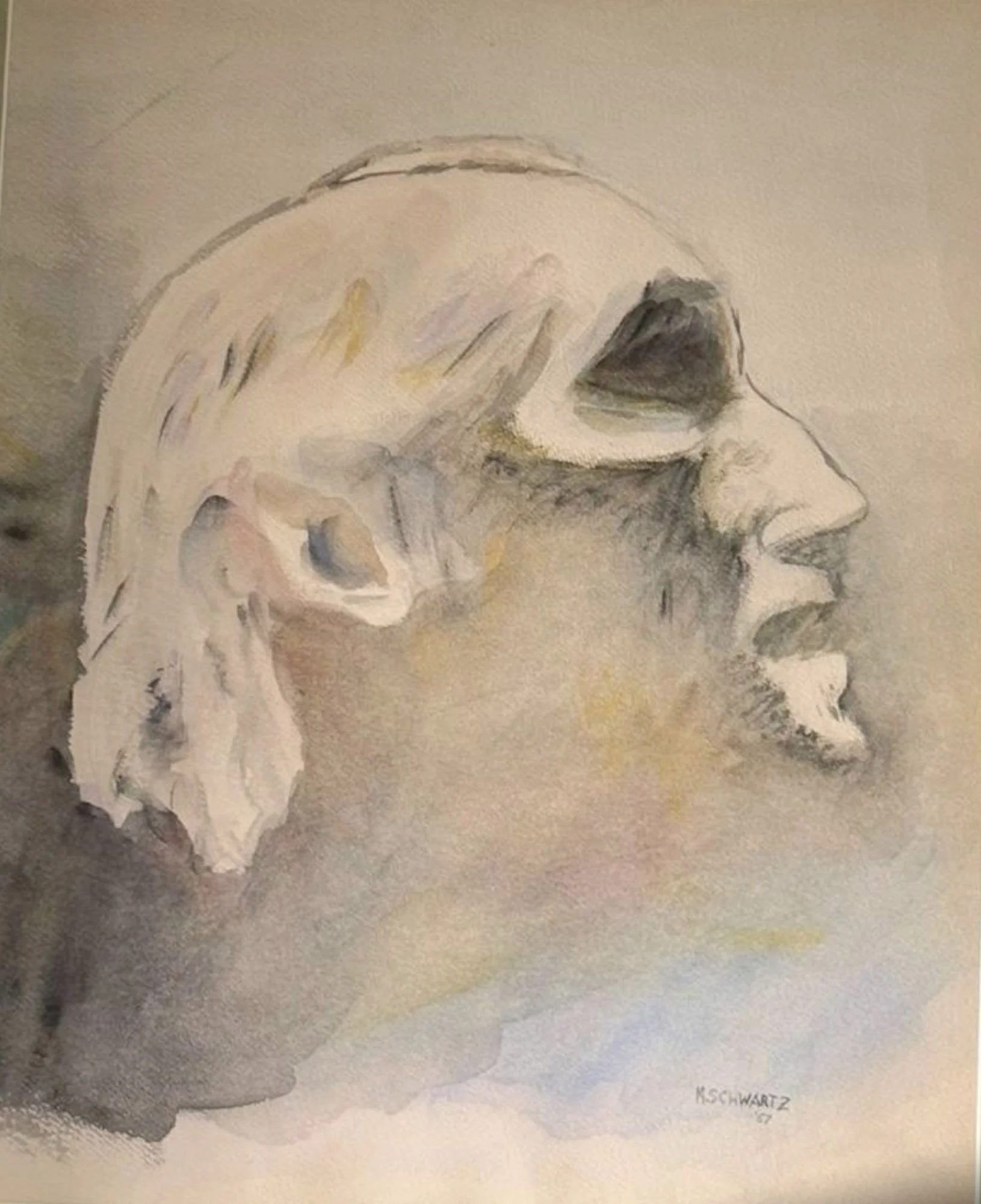 A watercolor painting of a skull, highlighting the side profile with soft and muted tones of beige, white, gray, and black. The artist's signature, 'MSchwartz,' is visible in the bottom right corner with the year '67' noted.