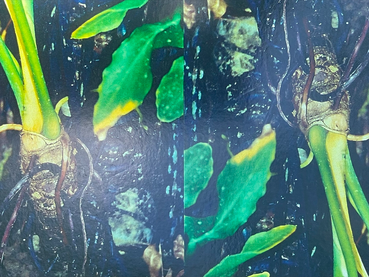 Close-up of soil with green plants, roots, and wet soil.