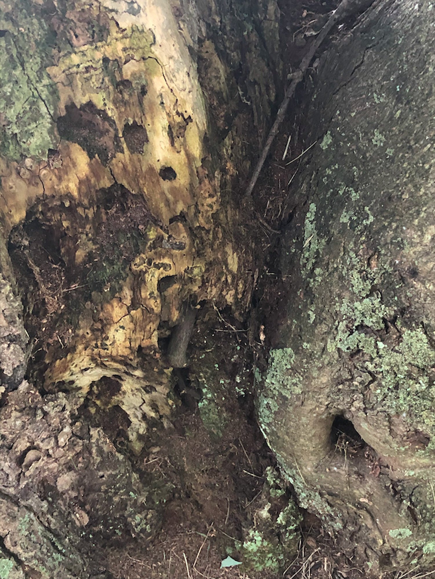 A close-up view of the base of a tree with textured bark, moss, and small plants growing around it, revealing roots and soil.