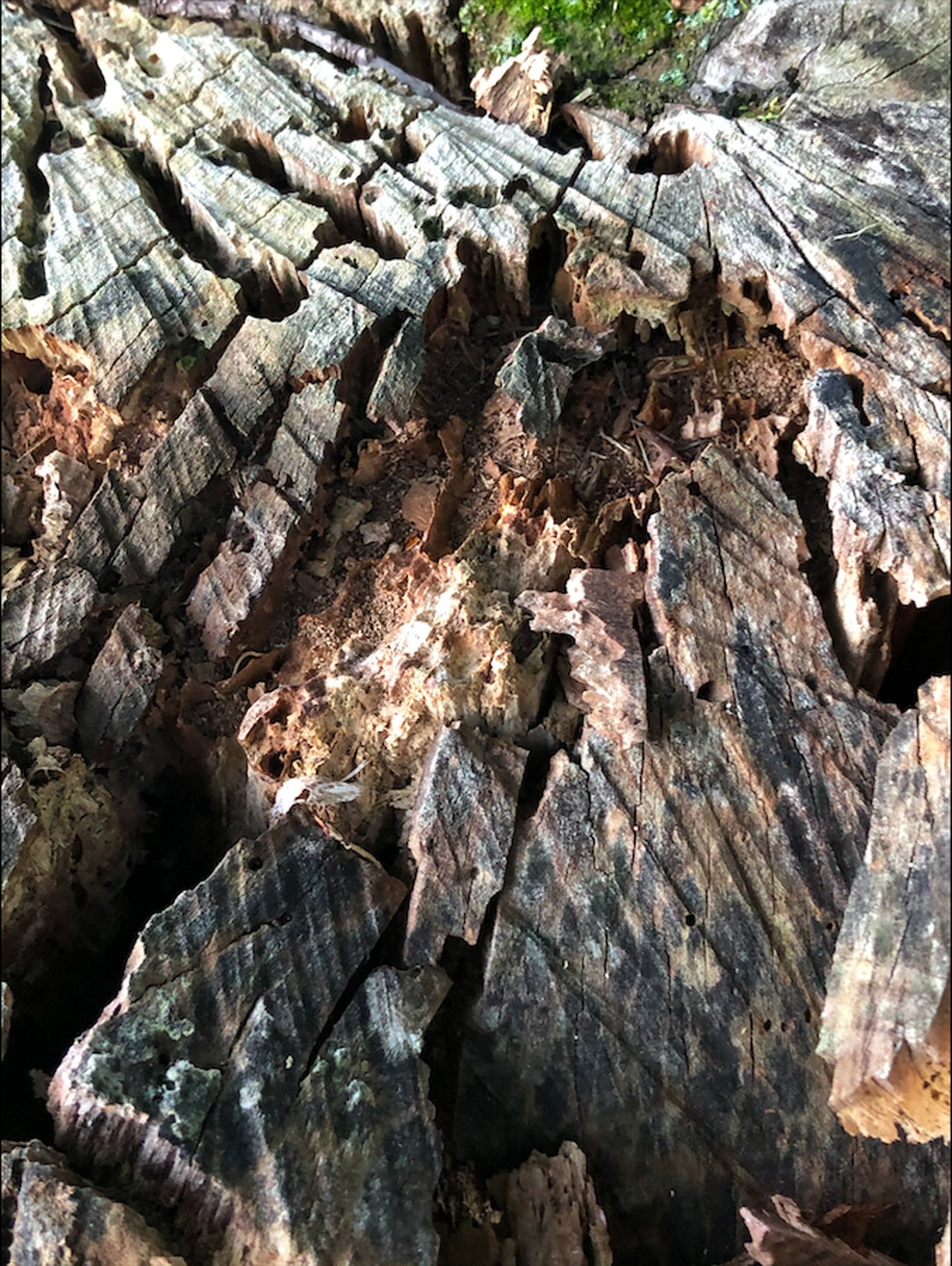 Close-up of a fallen, weathered log with cracked, rough bark and exposed wood, surrounded by leaves and dirt.
