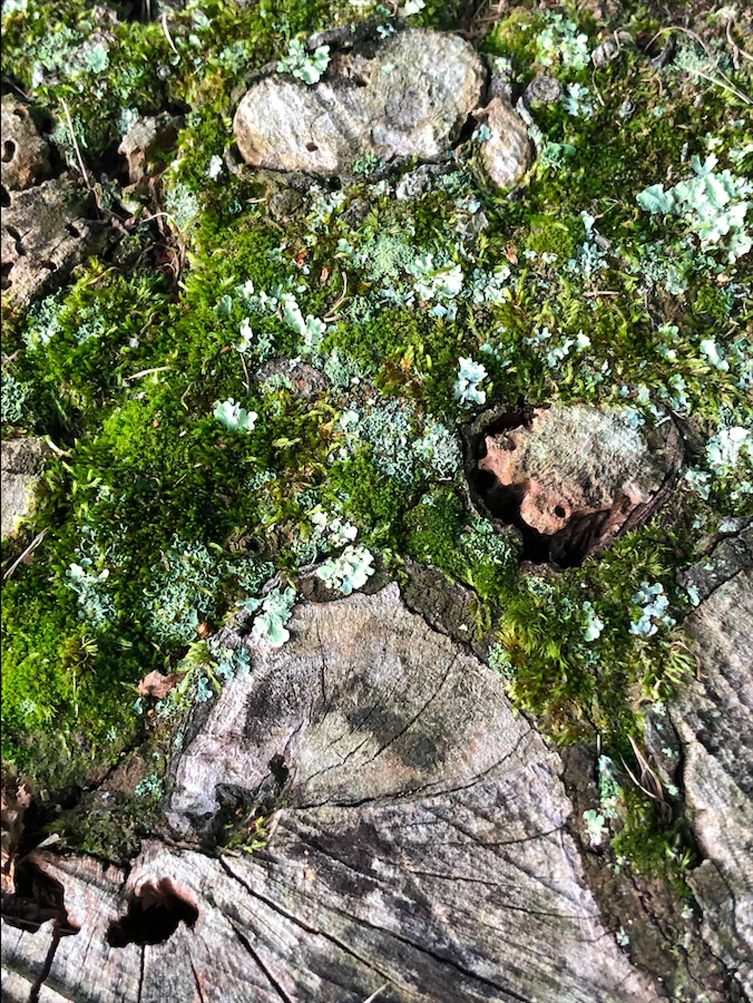 Close-up of moss and lichen growing on rocks and a tree stump in a natural setting.
