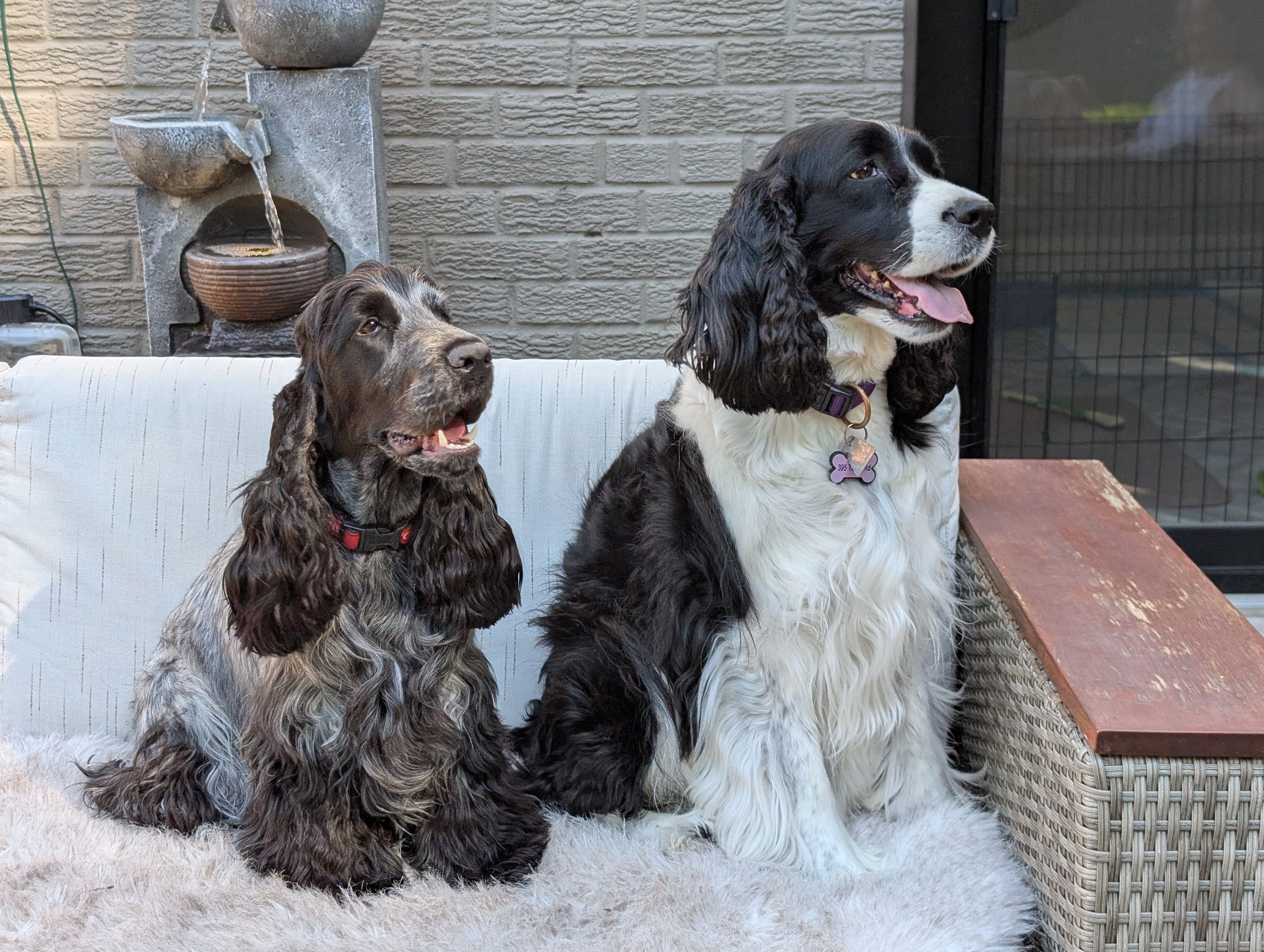 Two dogs, a smaller one with a blue roan pattern and a larger one with black and white fur, sitting on a fluffy white rug outside near a brick wall and a water fountain.