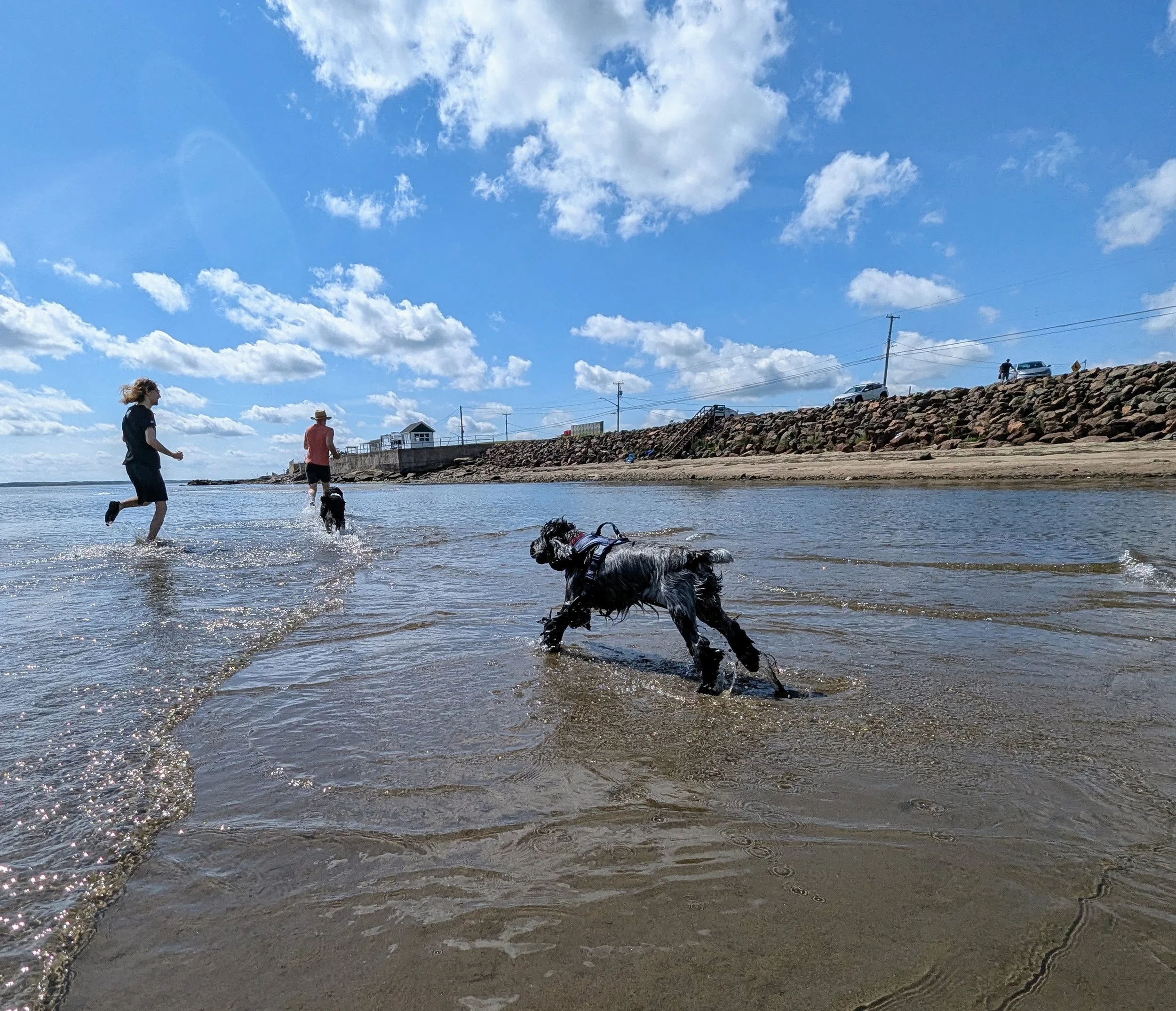 People walking and playing with dogs near the shoreline on a sunny day, with a stone barrier, parked cars, and utility poles in the background.