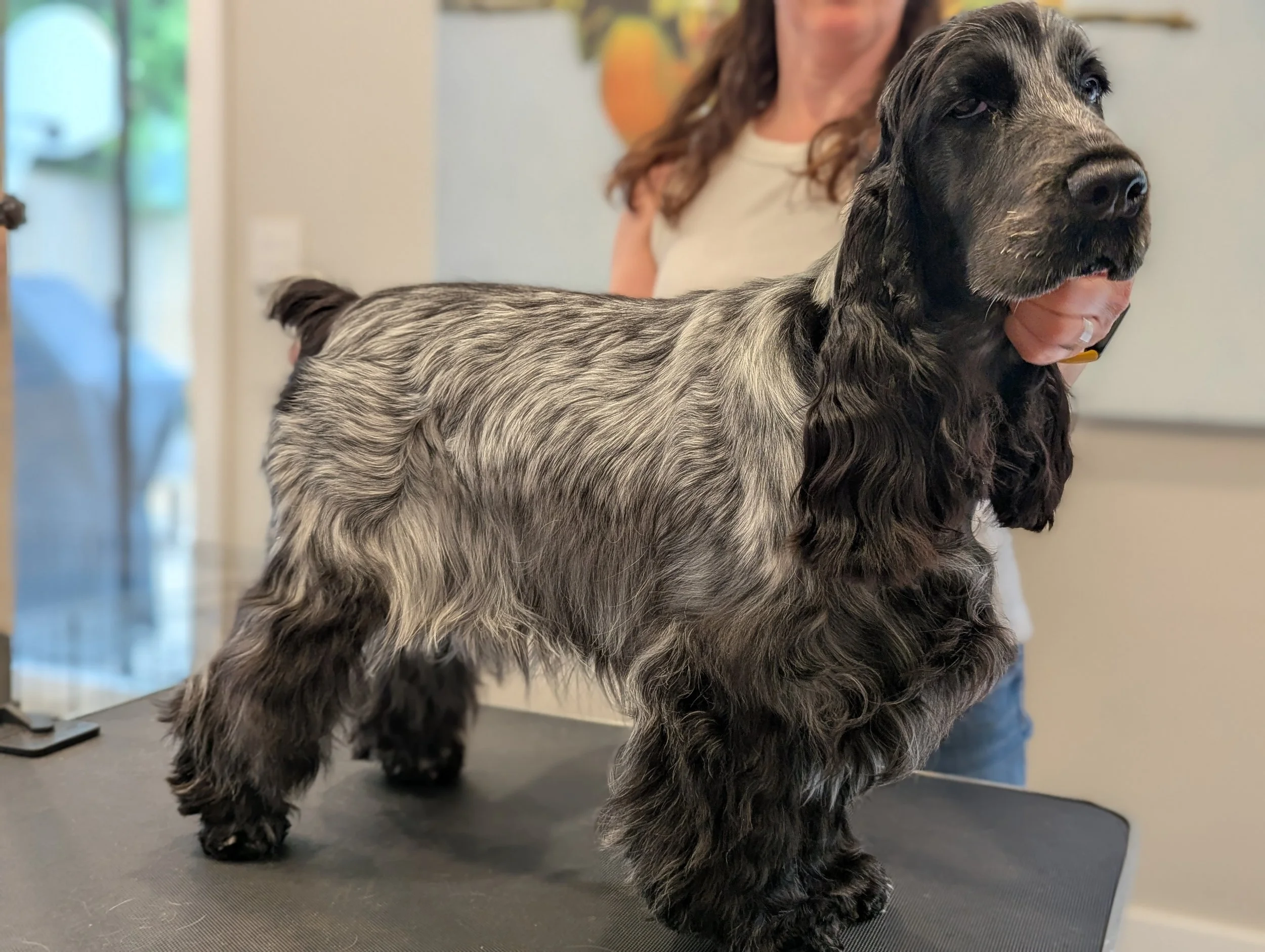A blue roan English Cocker Spaniel puppy with long ears being gently held on a grooming table by a person.
