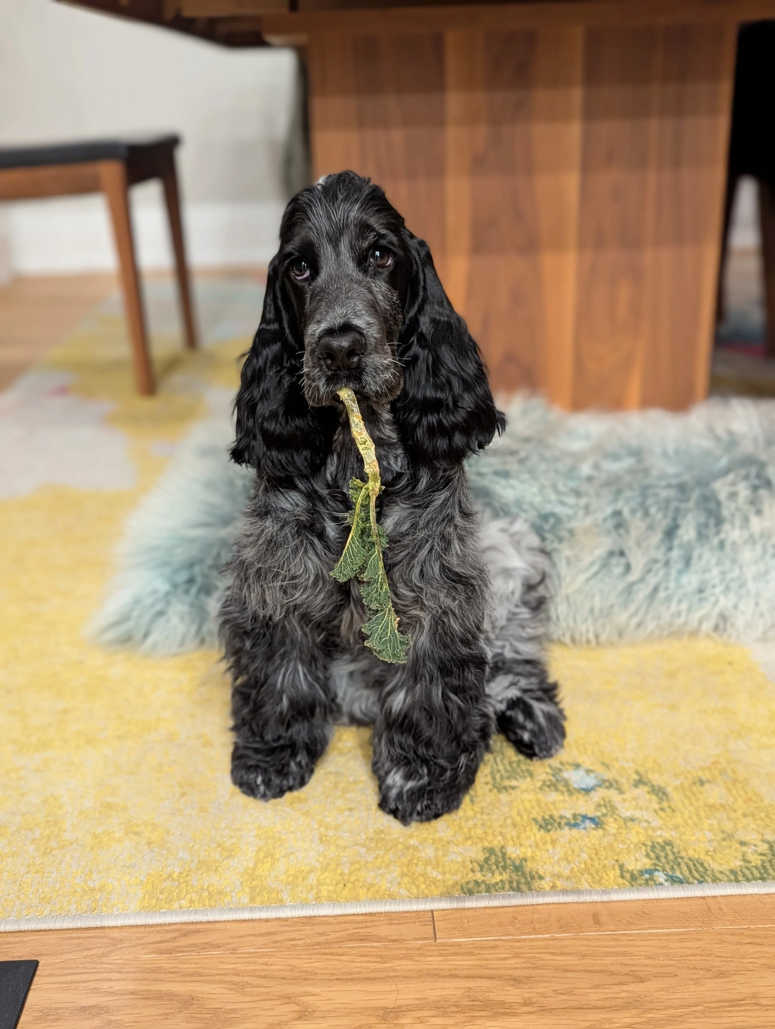 A black and gray puppy with long ears sitting on a colorful rug in a room with wooden furniture.