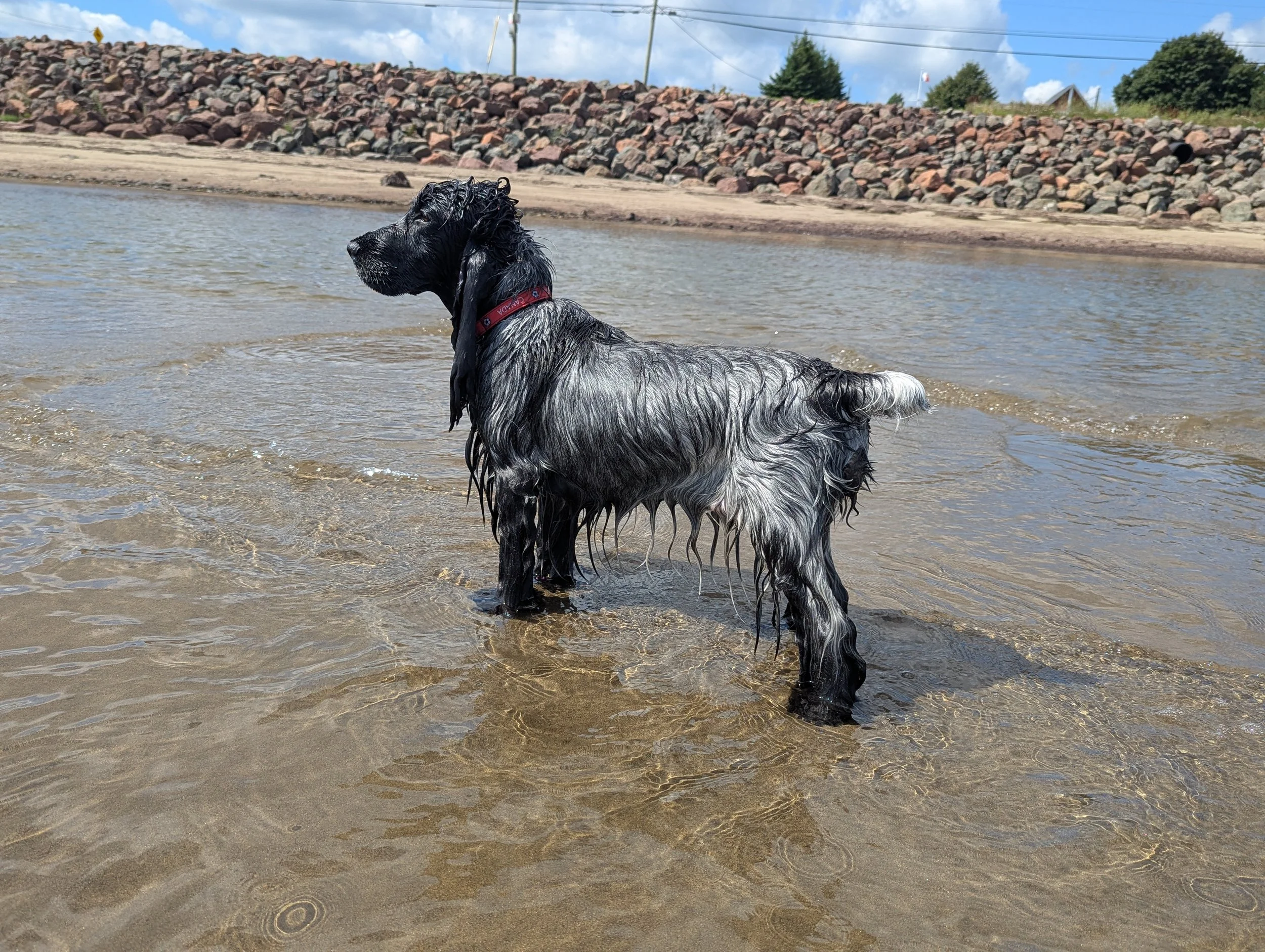 A blue roan English Cocker Spaniel with long, wet fur standing in shallow water on a beach with a rocky embankment and a partly cloudy sky in the background.