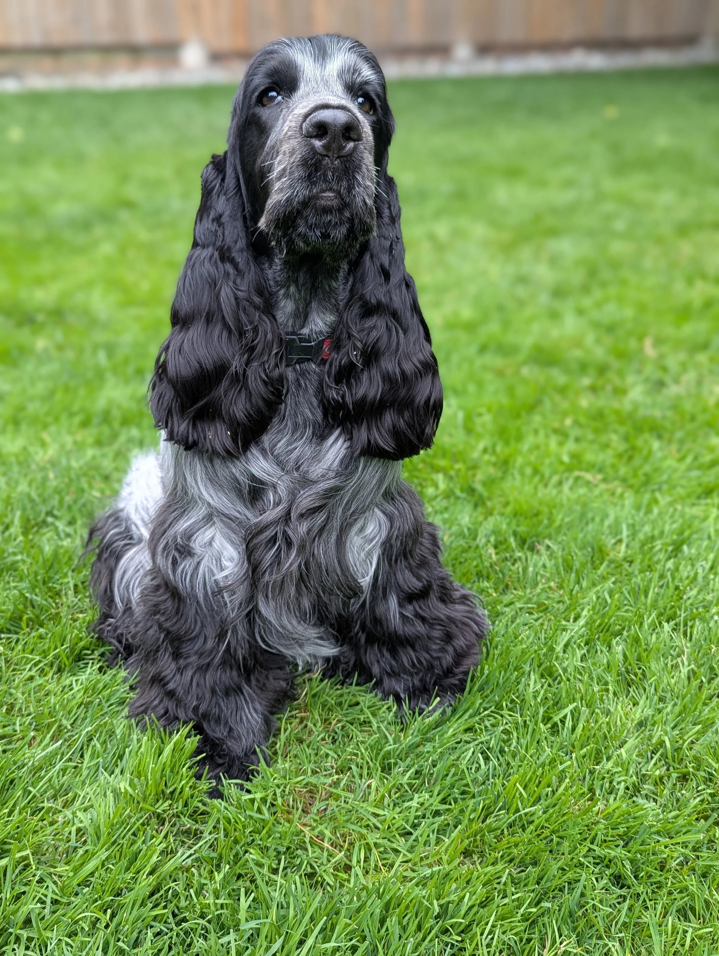 A blue roan English Cocker Spaniel dog sitting on a green lawn.