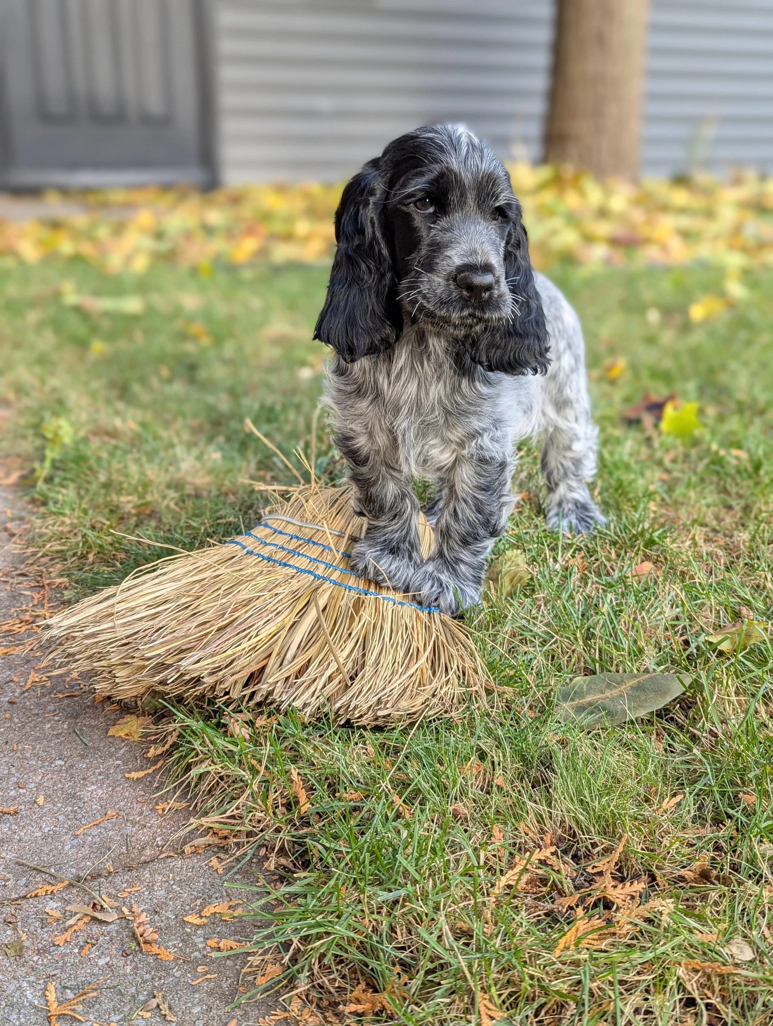 A blue roan English Cocker Spaniel puppy with long ears sitting on grass near a broom, in an outdoor setting with fallen leaves, a tree trunk, and a building in the background.