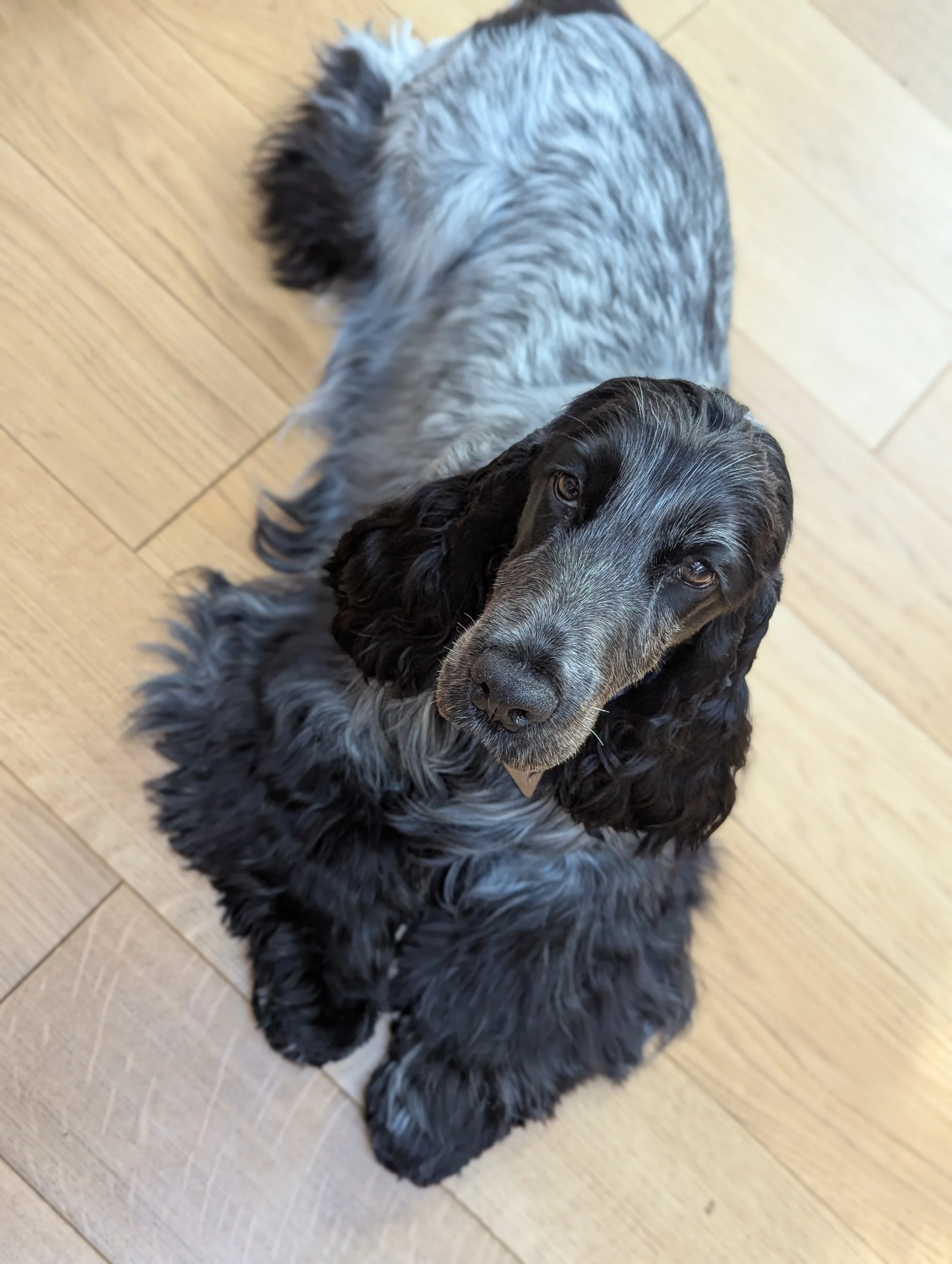 A blue roan English Cocker Spaniel puppy sitting on a wooden floor, looking up at the camera.