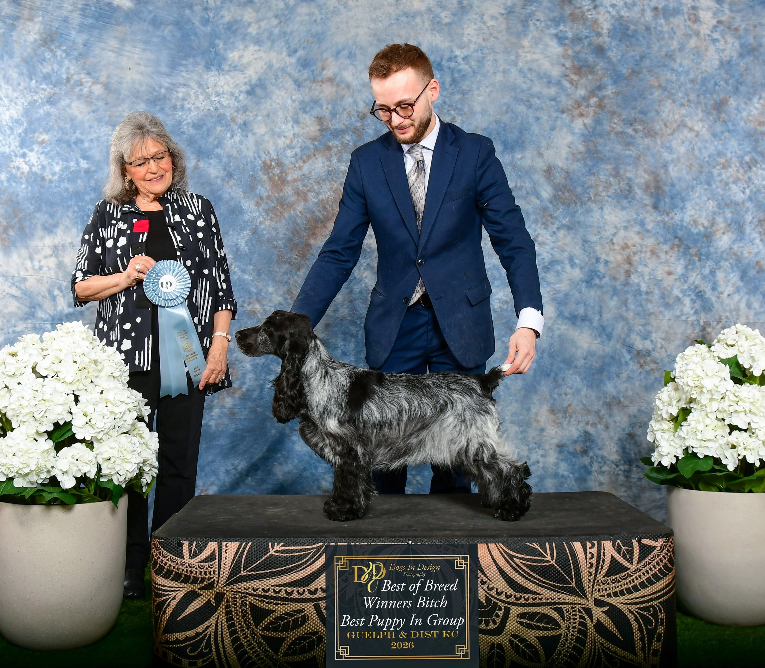 A woman and a man standing behind a black and gold award sign with a blue roan English Cocker puppy on a table. The woman is holding a blue ribbon, and the man is handling the puppy.