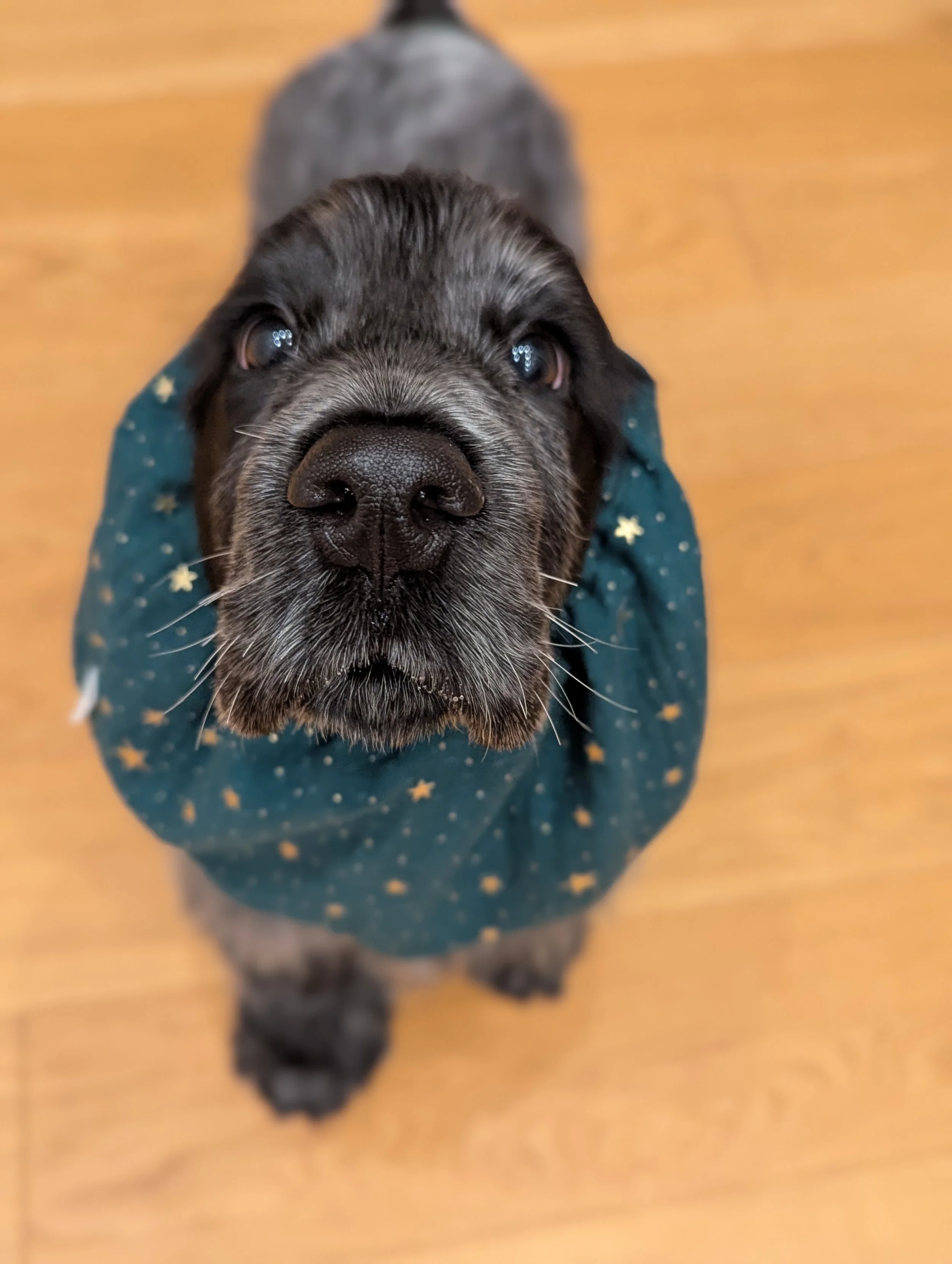 Close-up of a blue roan English cocker puppy with a black nose, wearing a teal snood with yellow star patterns, standing on a wooden floor.