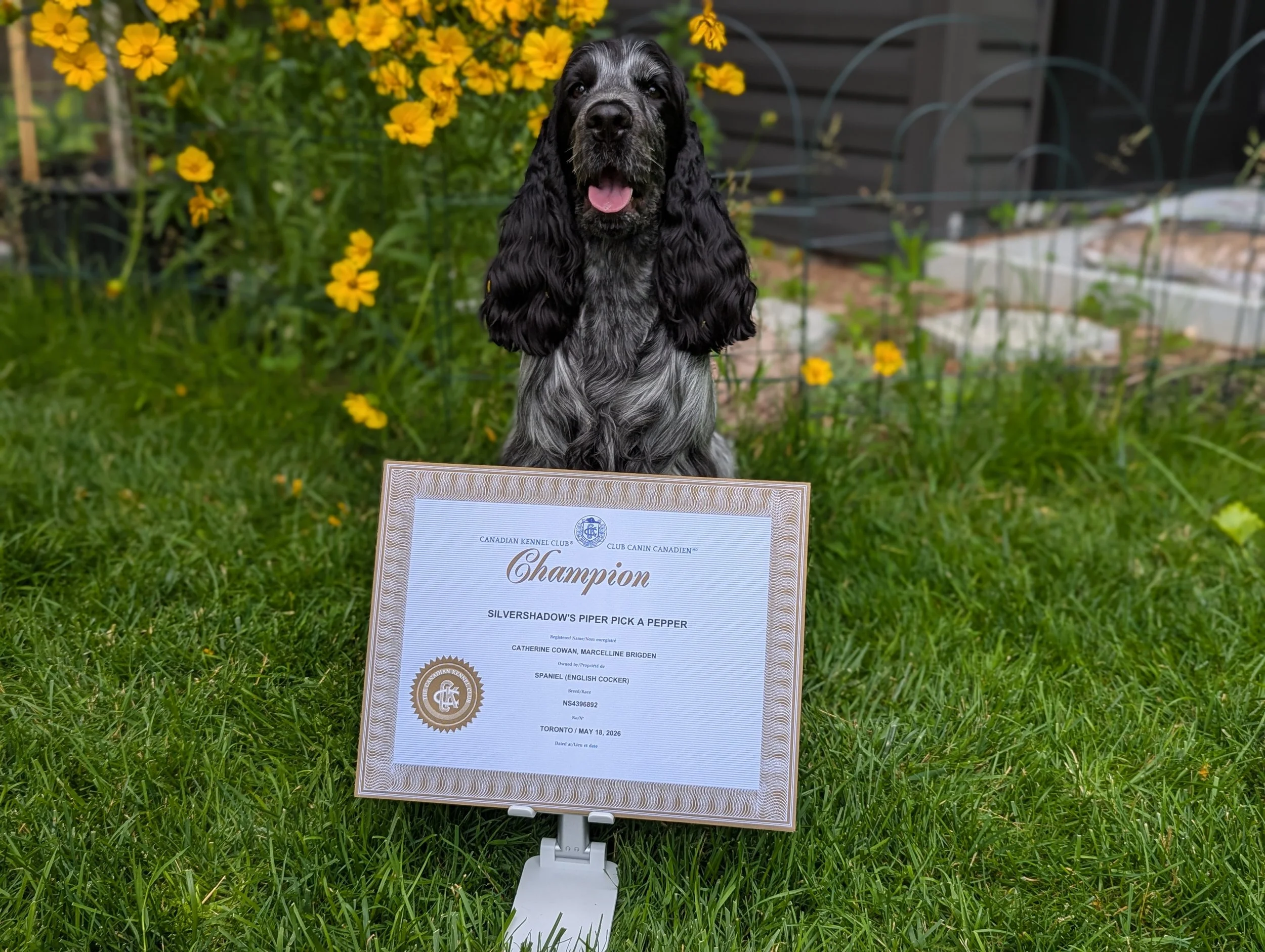 A blue roan English Cocker Spaniel dog sitting outdoors in front of yellow flowers, with a certificate of achievement placed on the grass in front of the dog.