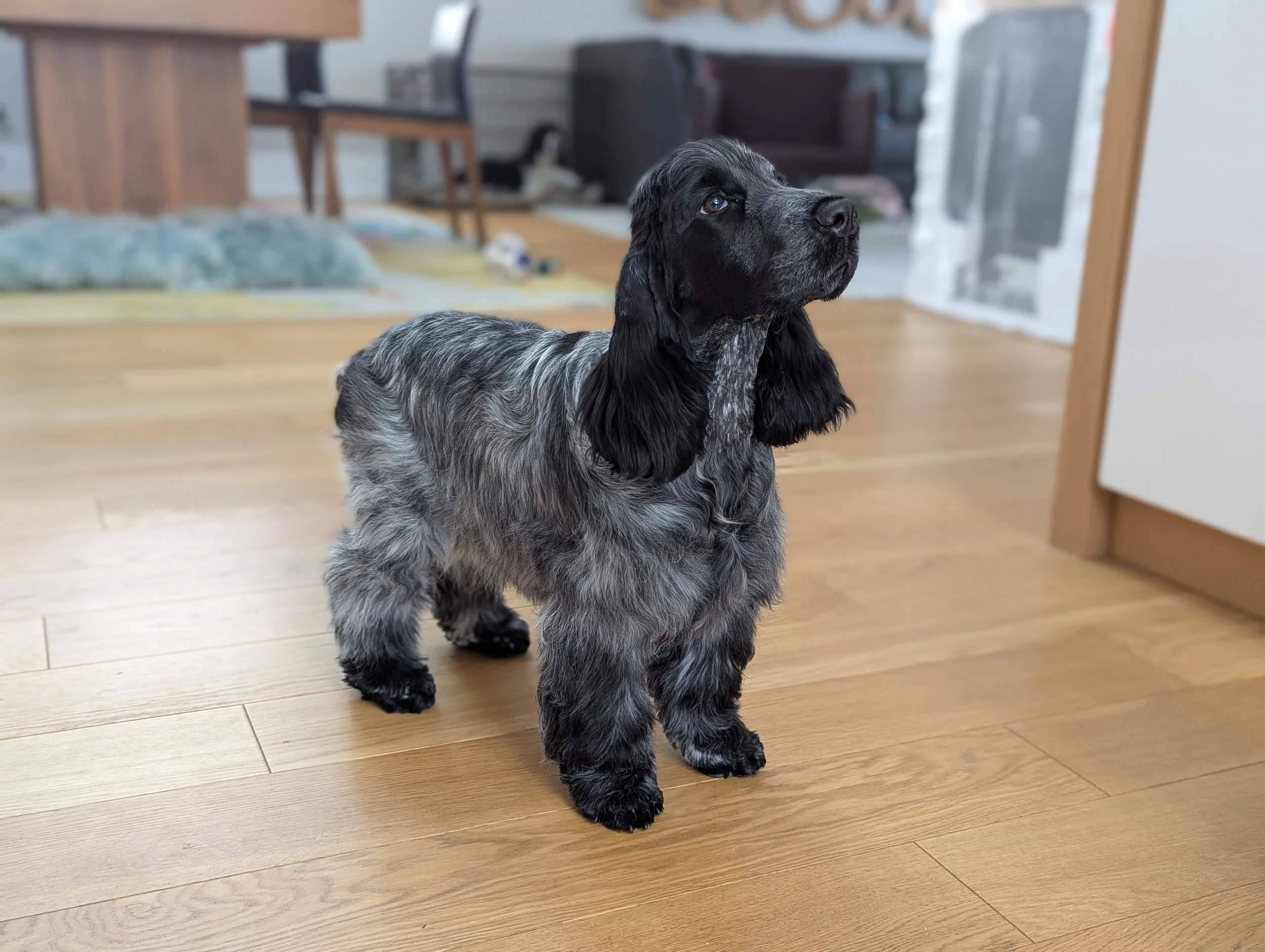 A blue roan English Cocker puppy with long ears and really cute eyes standing on a wooden floor in a living room.