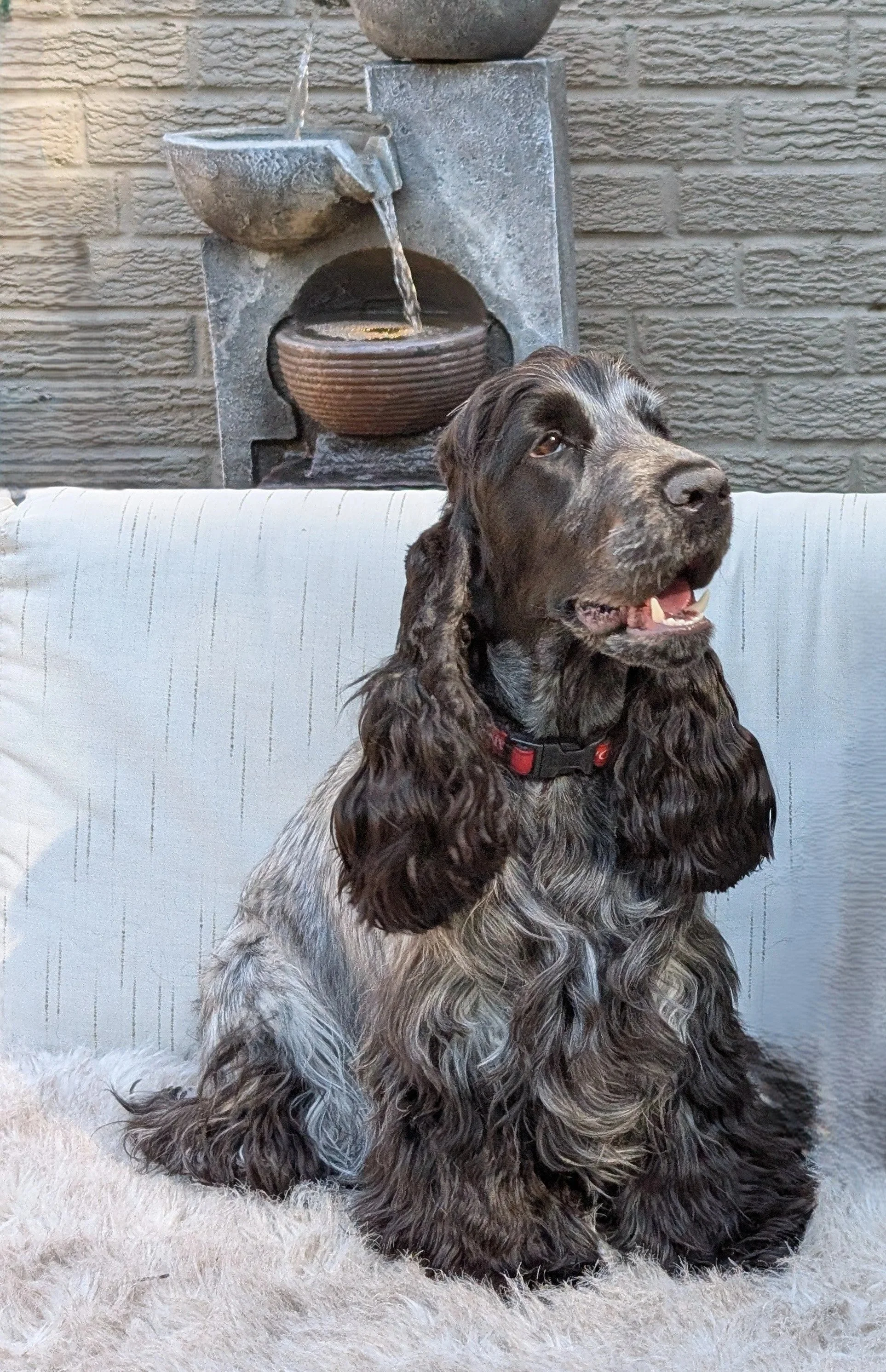 A blue roan English Cocker Spaniel puppy sitting on a white furry blanket on a couch.