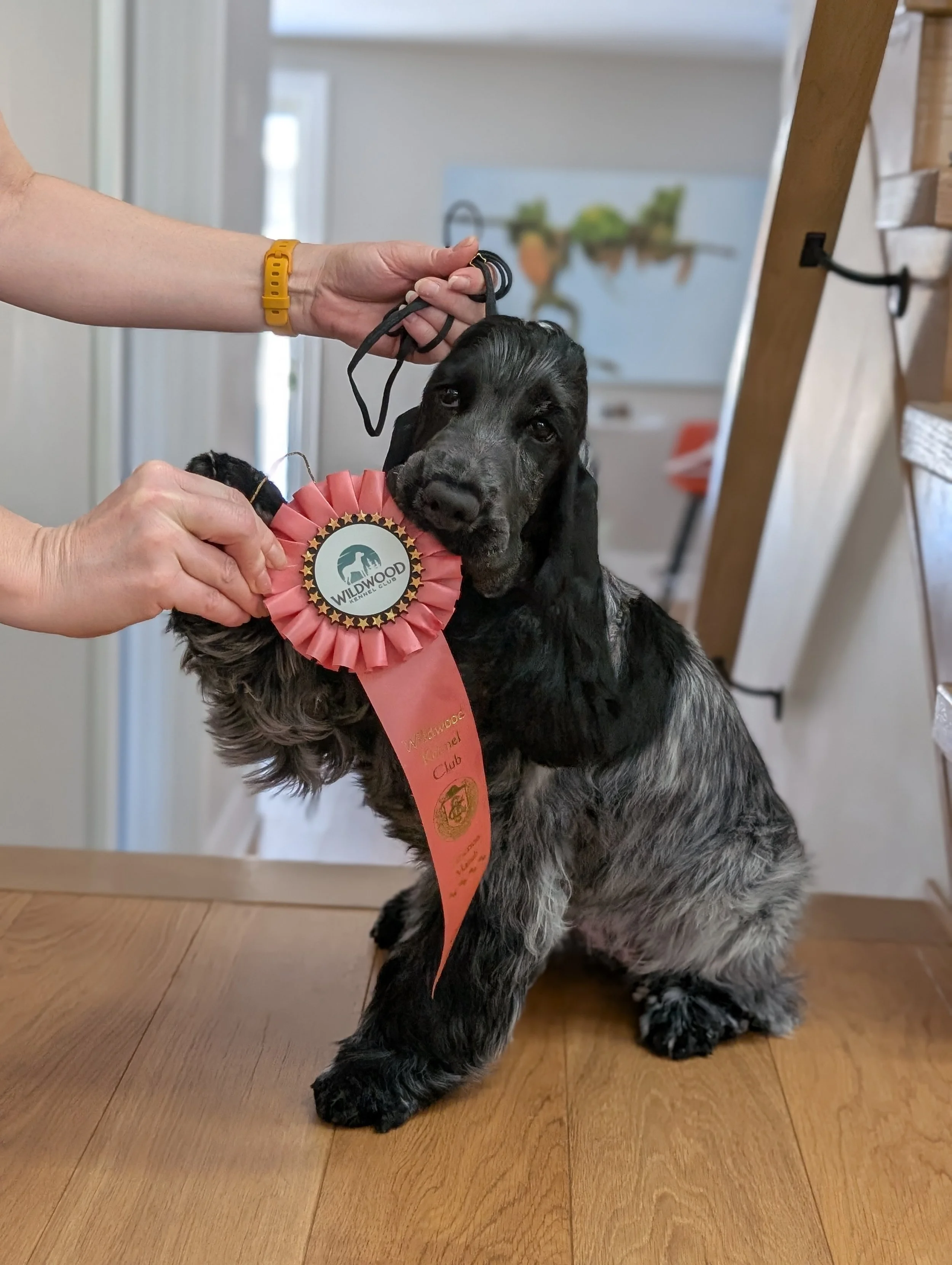 A blue roan English Cocker puppy with a ribbon being held by a person.