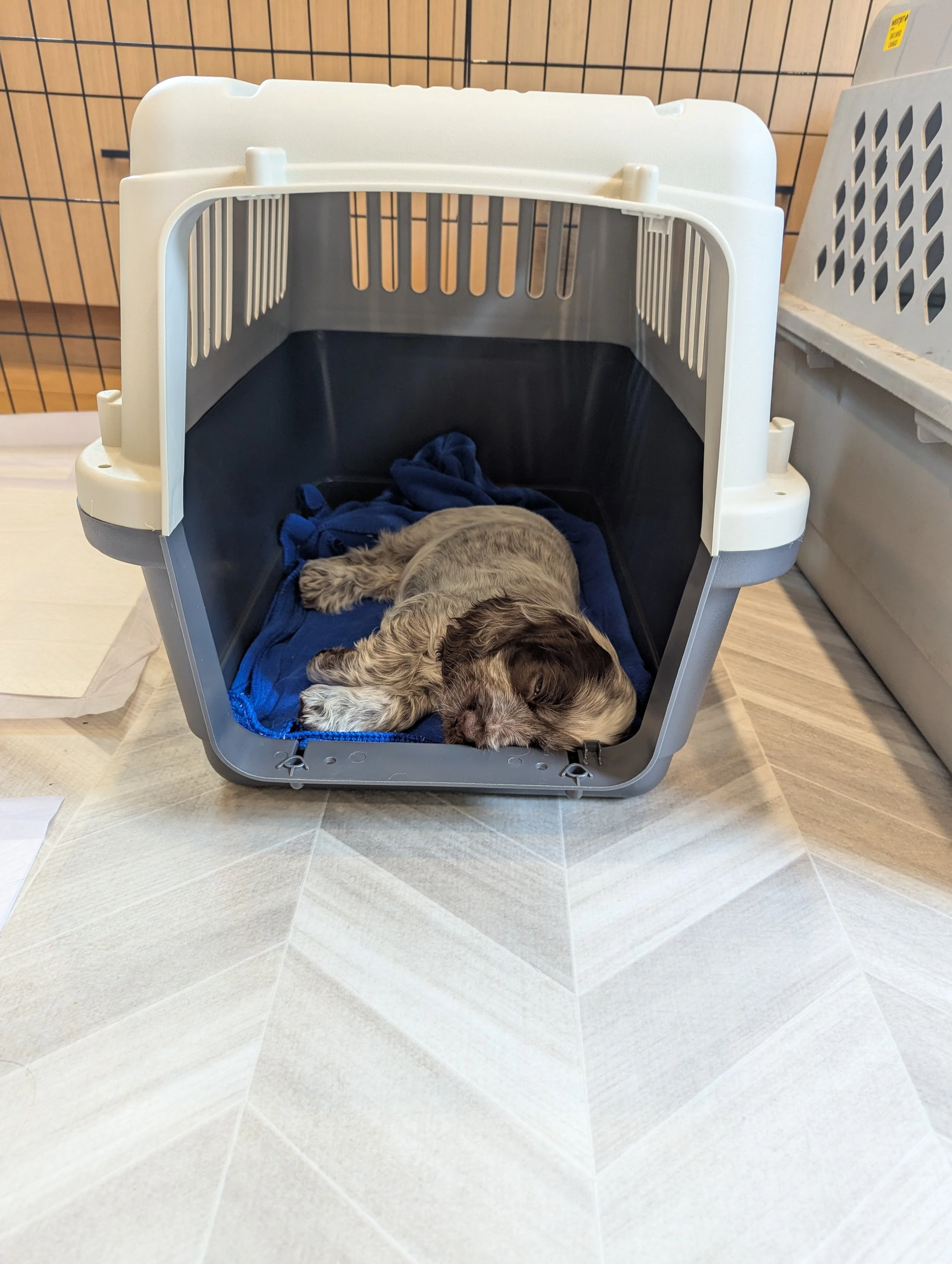 A small English Cocker Spaniel puppy sleeping inside a pet carrier with a blue blanket in it, set on a tiled floor with a wire enclosure and plastic pet cages in the background.