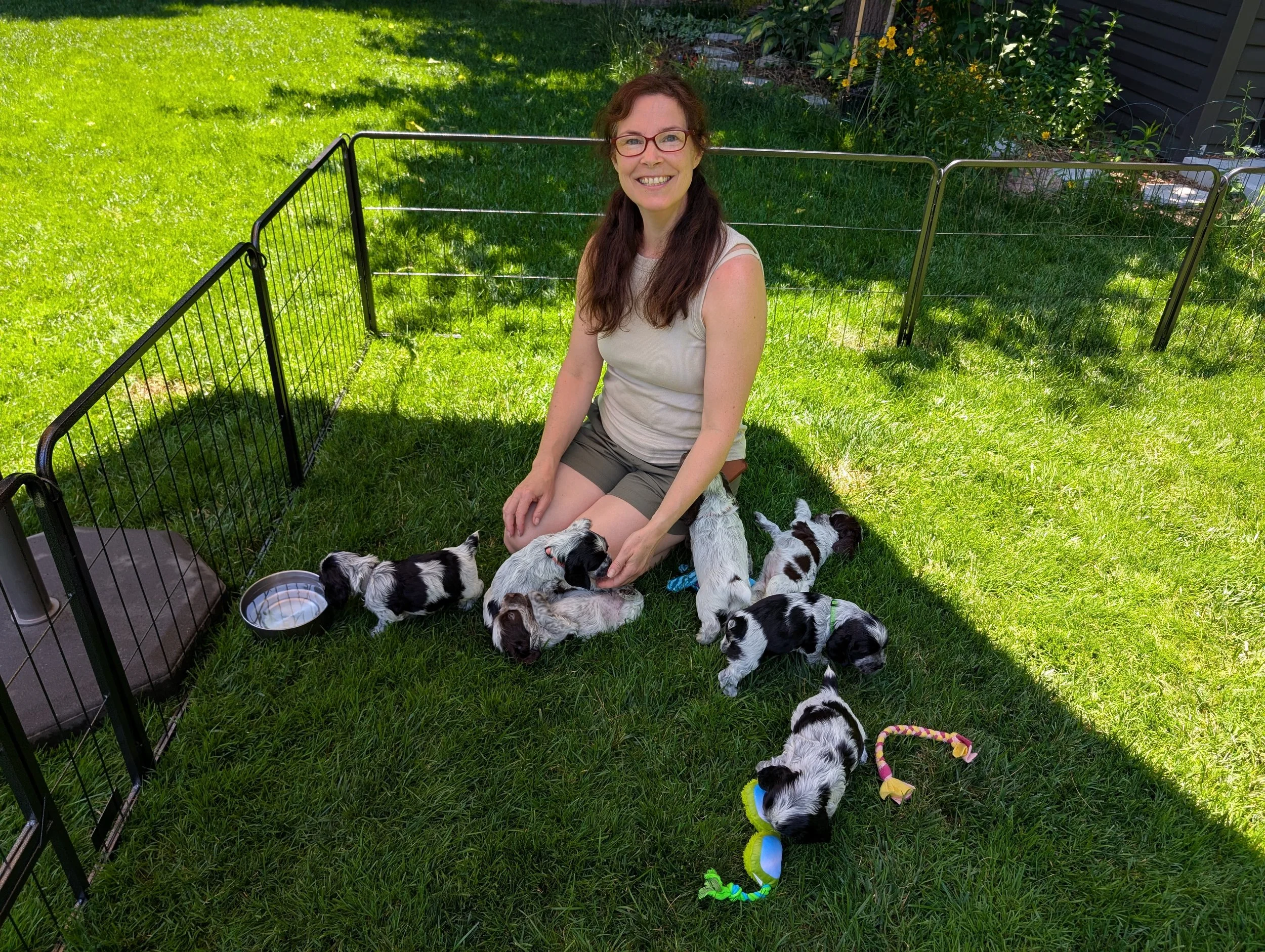 A woman with brown hair and glasses sitting on grass inside a small puppy pen, surrounded by several English Cocker Spaniel puppies, with some puppy toys nearby and a water bowl.