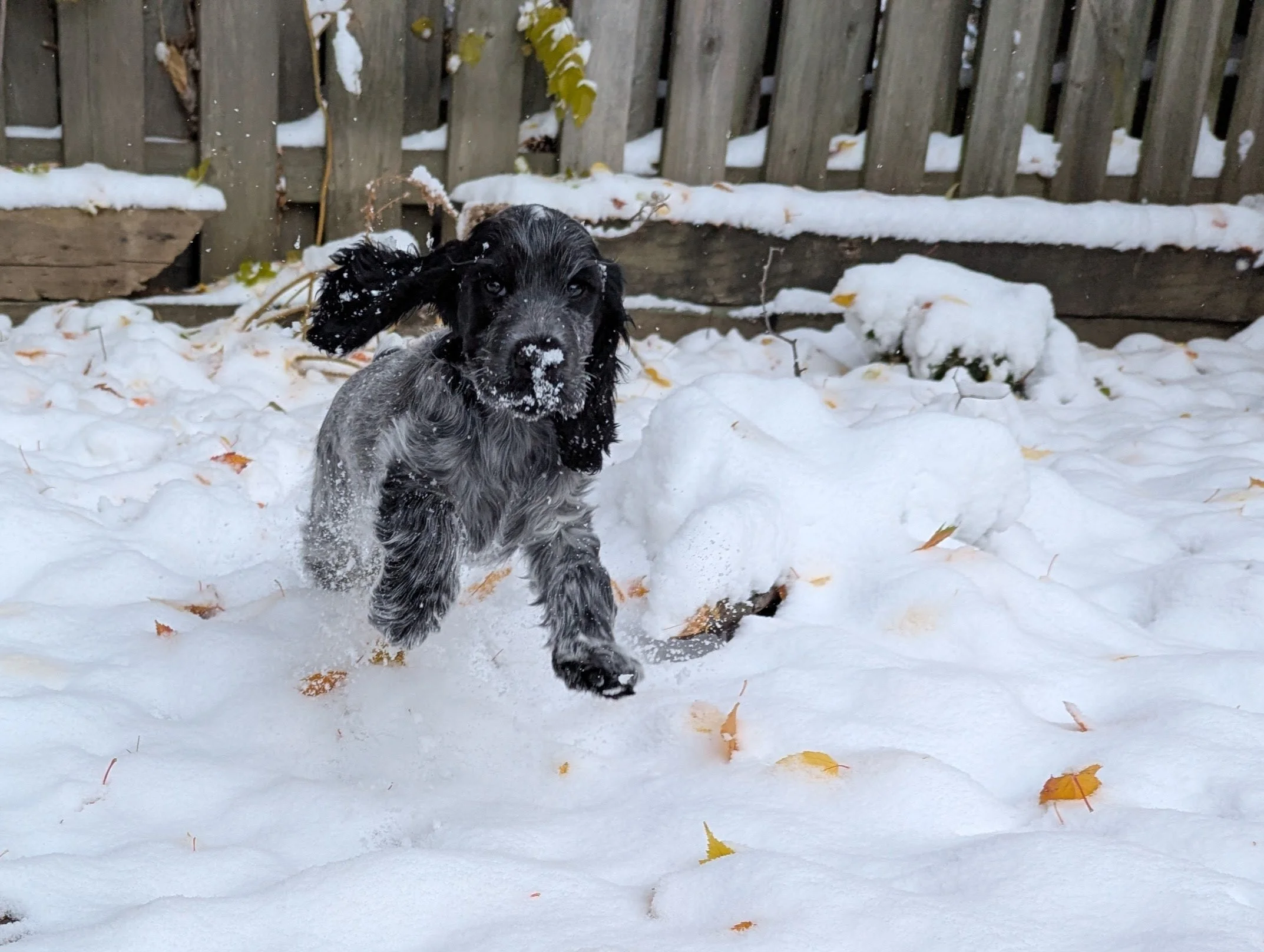 A blue roan English Cocker Spaniel dog running through snow in a backyard, with a wooden fence and some fallen leaves in the background.
