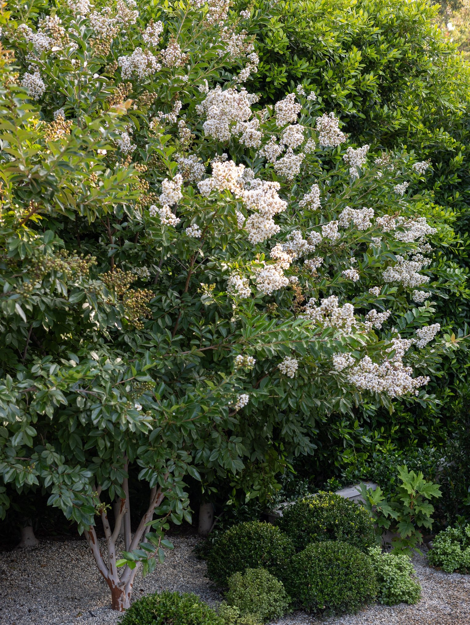 A lush garden scene featuring a large flowering shrub with white blossoms, surrounded by neatly trimmed green bushes and gravel ground cover.