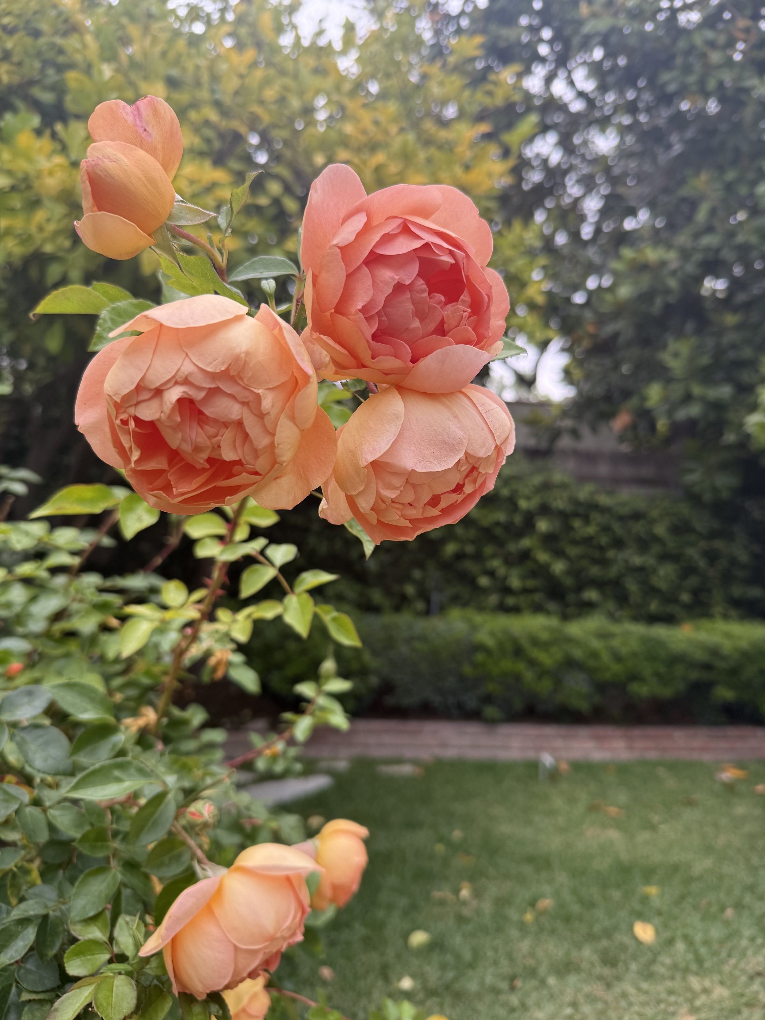 Close-up of peach-colored roses in bloom on a bush with green leaves, set against a blurred background of trees and grass.