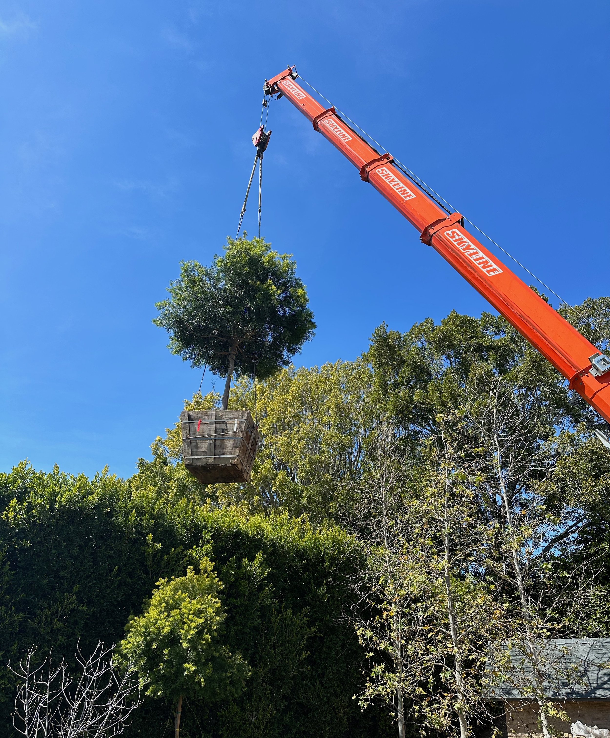 A large red crane lifting a wooden crate in a green outdoor area with trees and a blue sky.