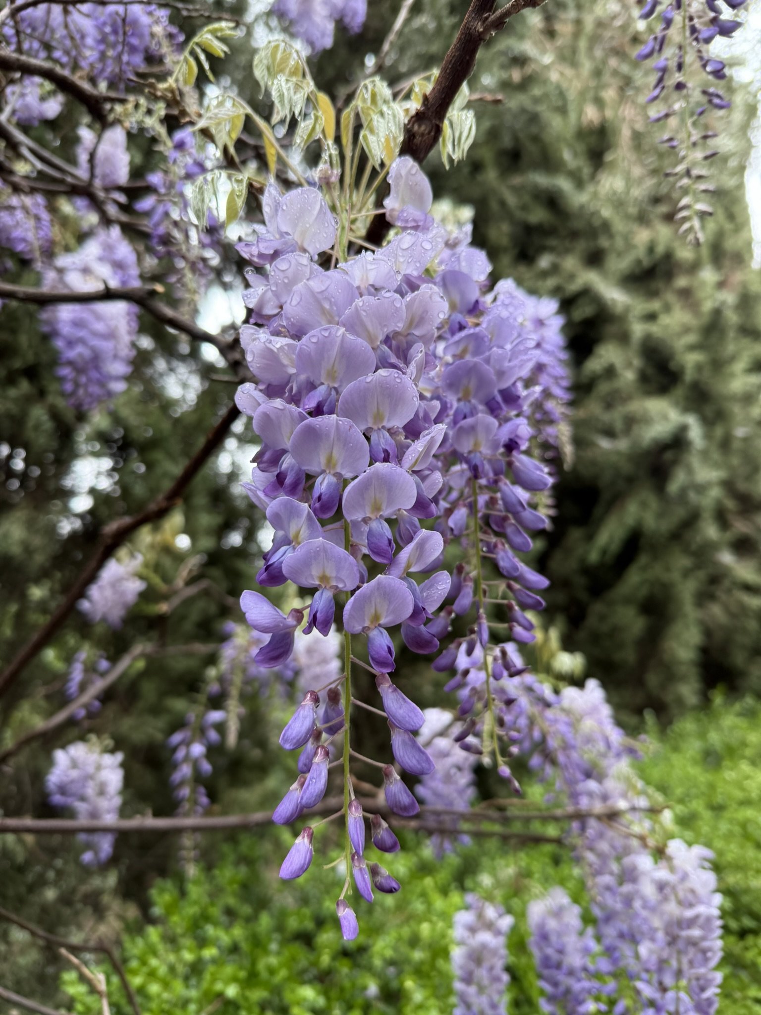 Close-up of purple wisteria flowers with water droplets on petals, hanging from a branch in a garden.