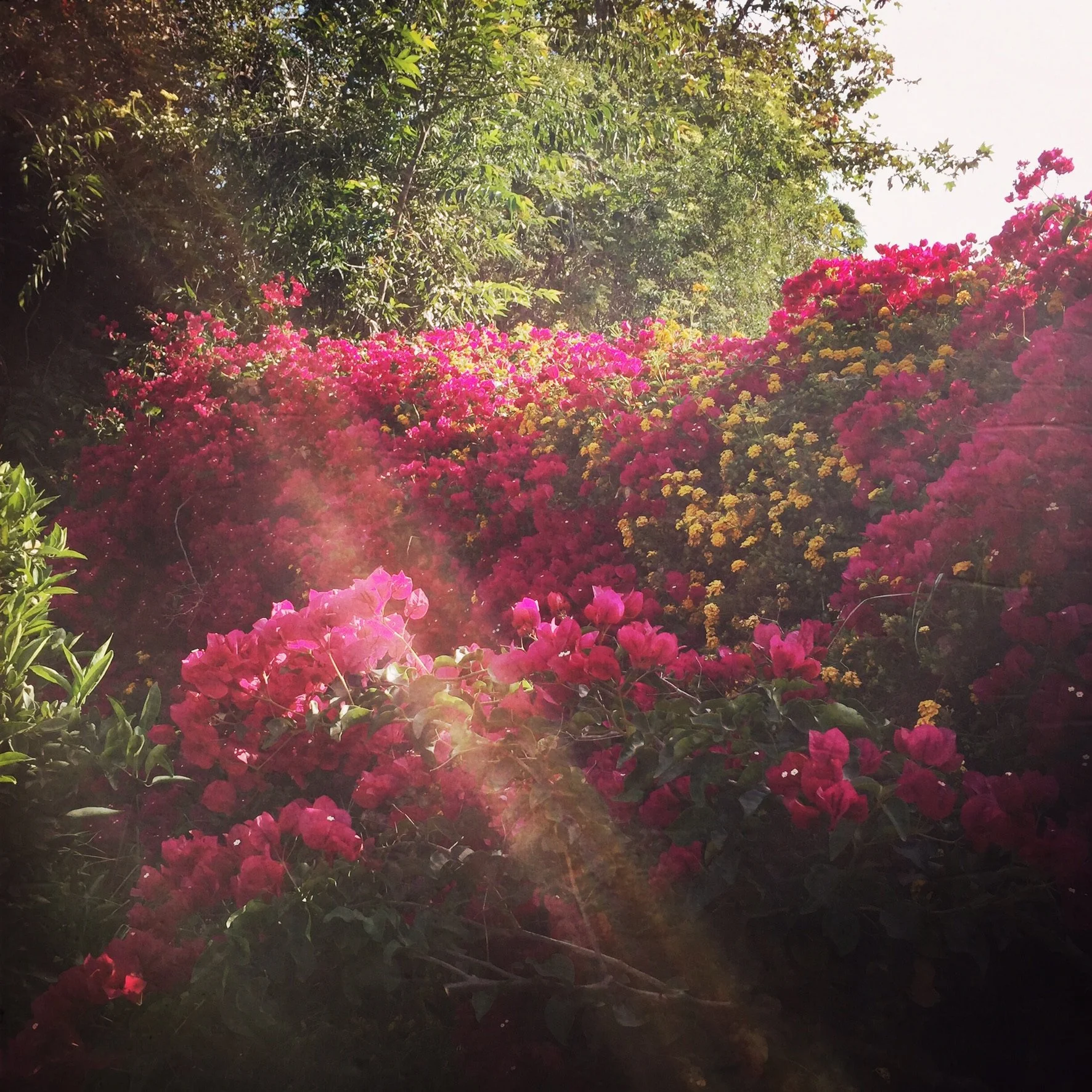 Bright pink and yellow flowers blooming amid green foliage, with sunlight filtering through a tree canopy.