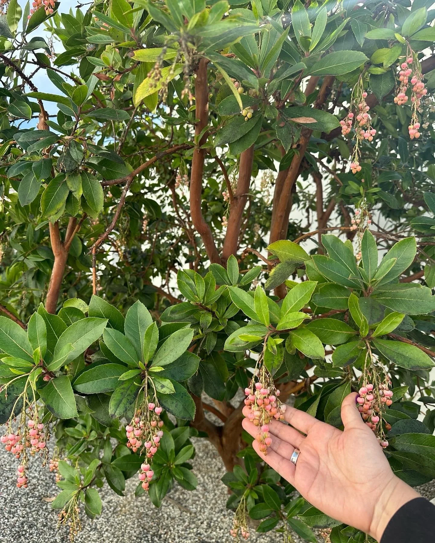Close-up of a flowering plant with green leaves and hanging pink clusters of small round flowers, with a person's hand touching one of the flower clusters.