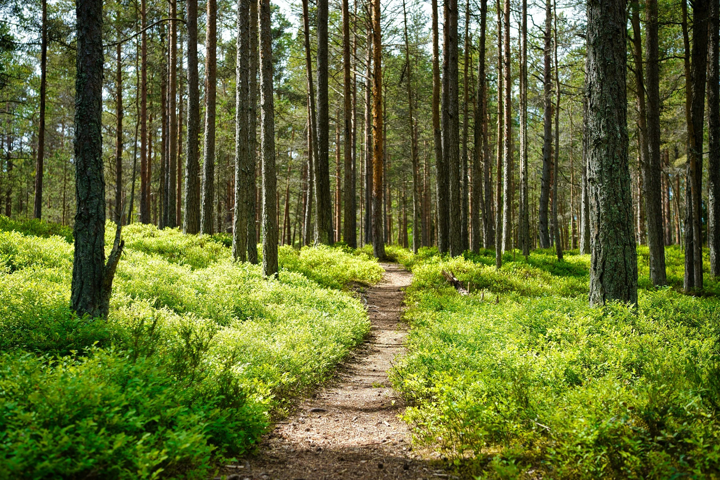 A dirt trail winds through a lush green forest with tall pine trees and sunlight filtering through the leaves.