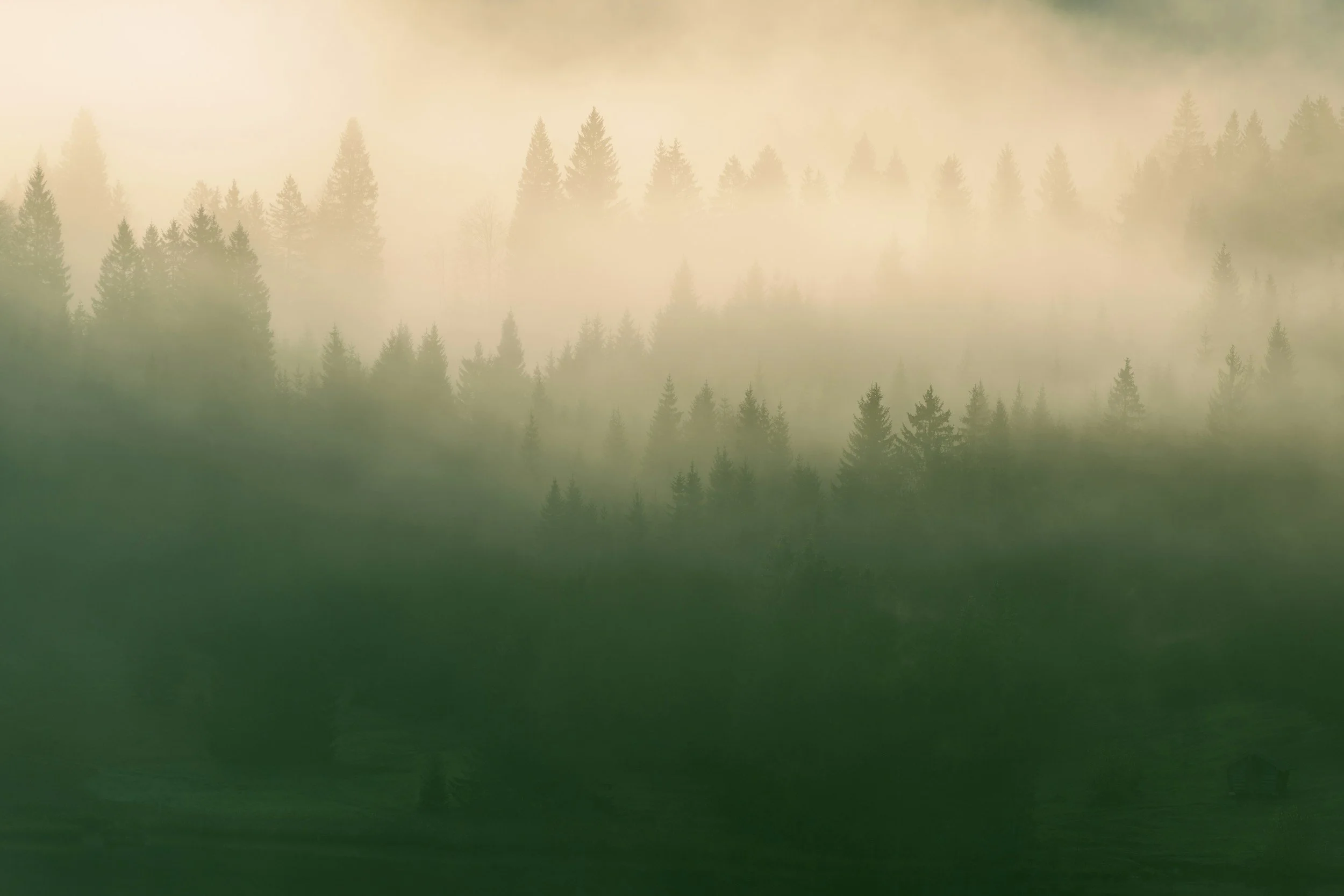A foggy forest with tall pine trees shrouded in mist.