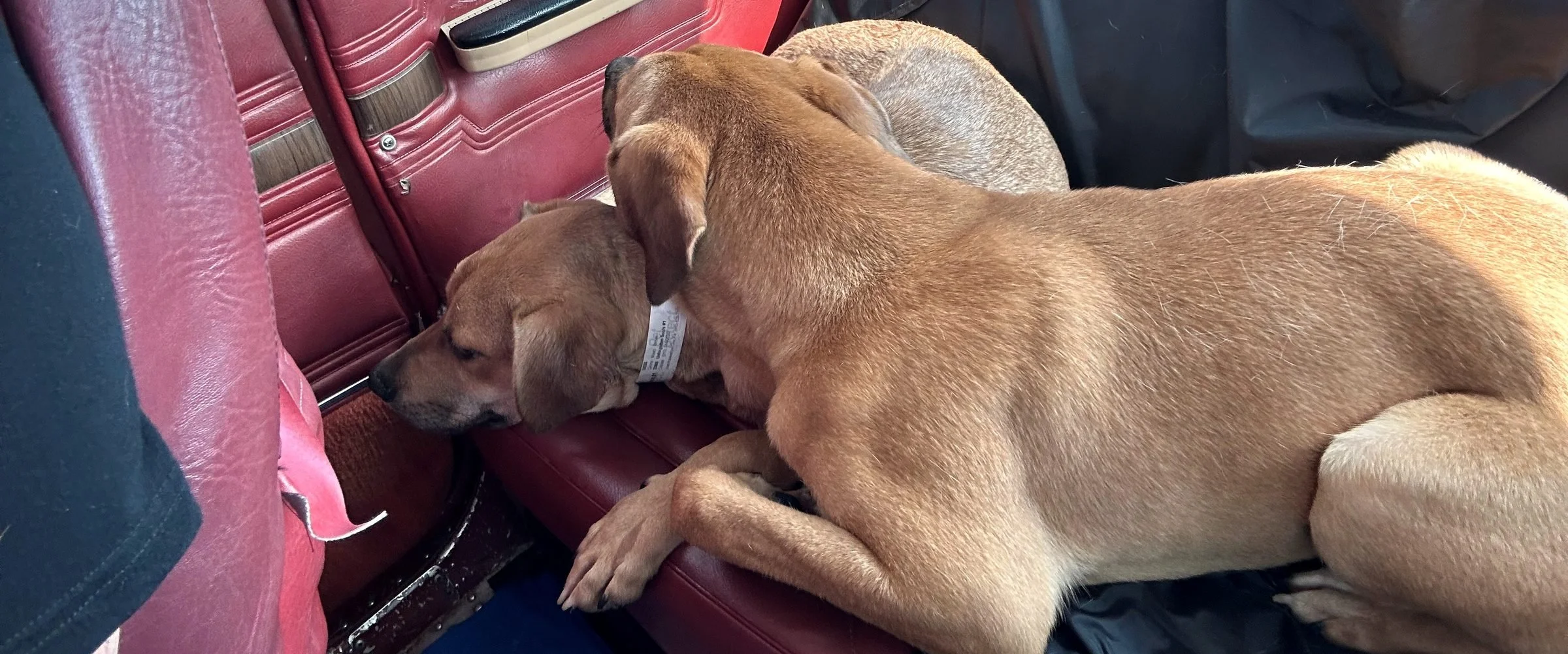 Two rescue dogs asleep across the back seat of the aircraft.