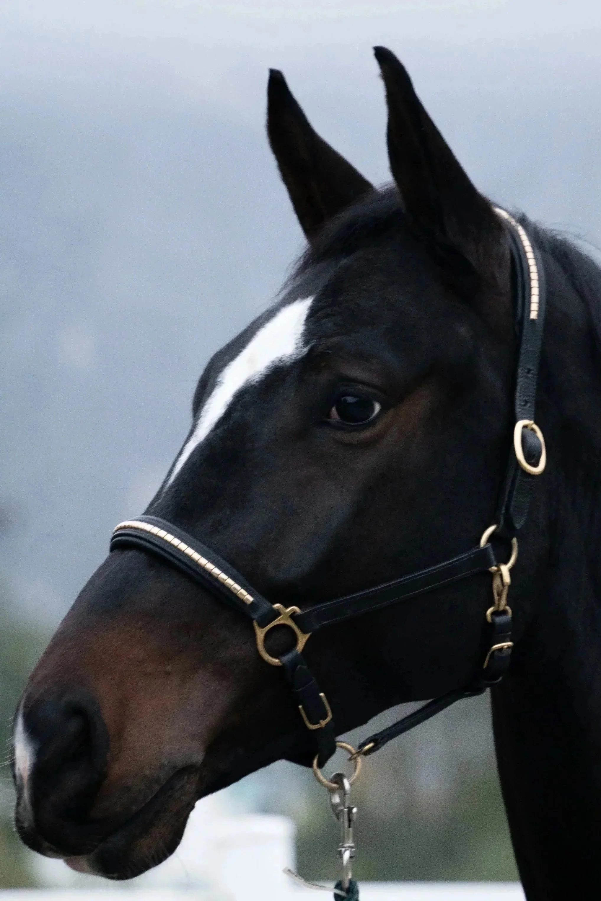 Jumping horse for sale, located near Montreux, Switzerland