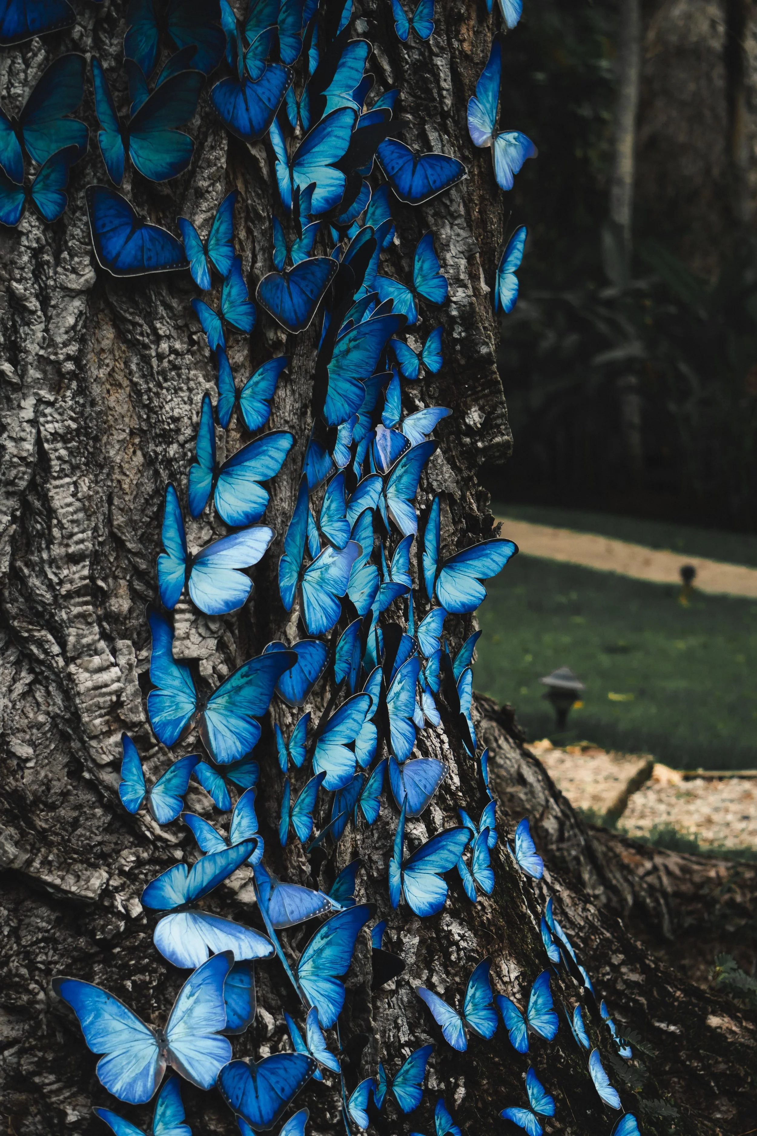 Group of blue butterflies clustered on the trunk of a tree in a forested area.