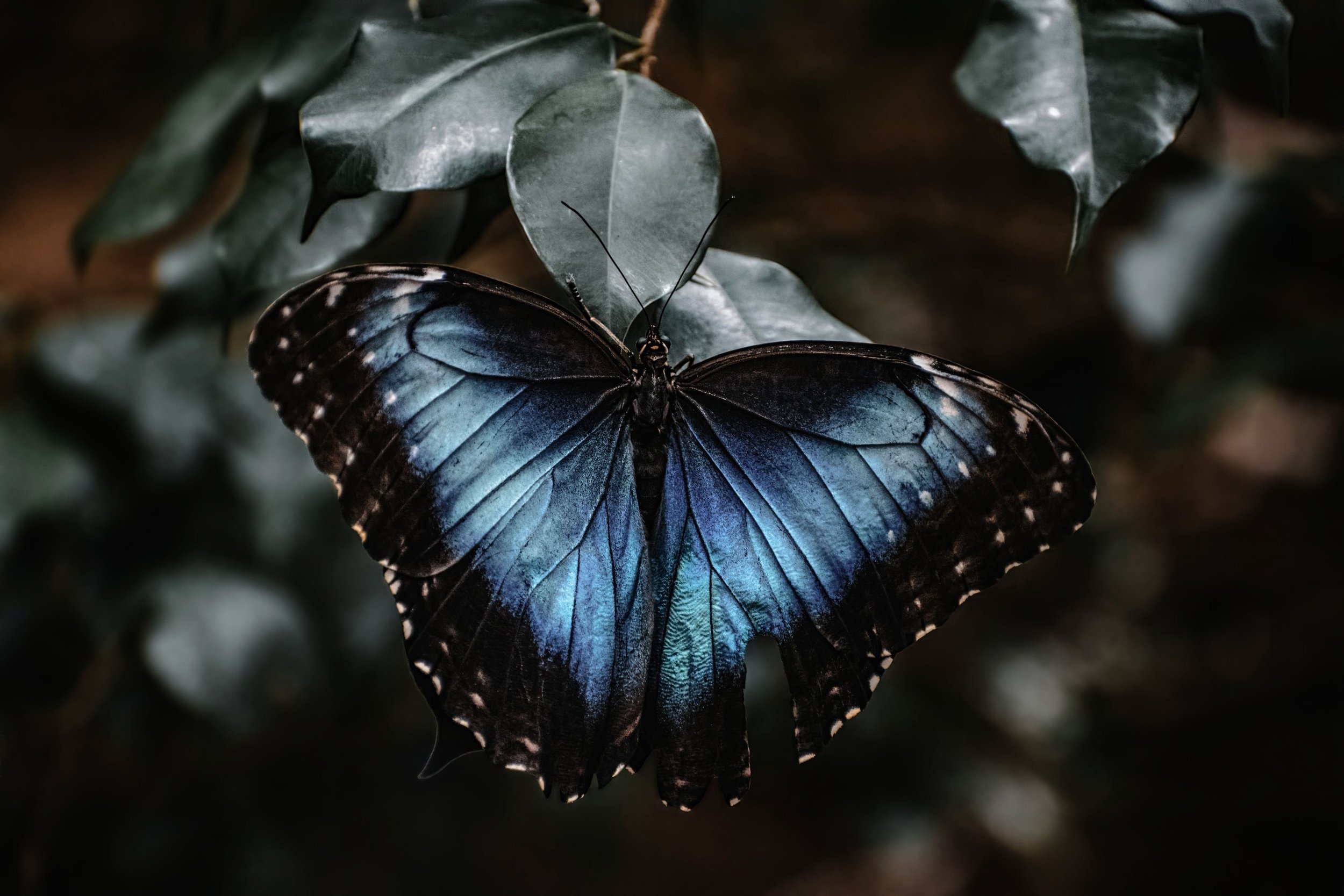 A dark blue butterfly with blue and white markings on its wings perched on dark green leaves.