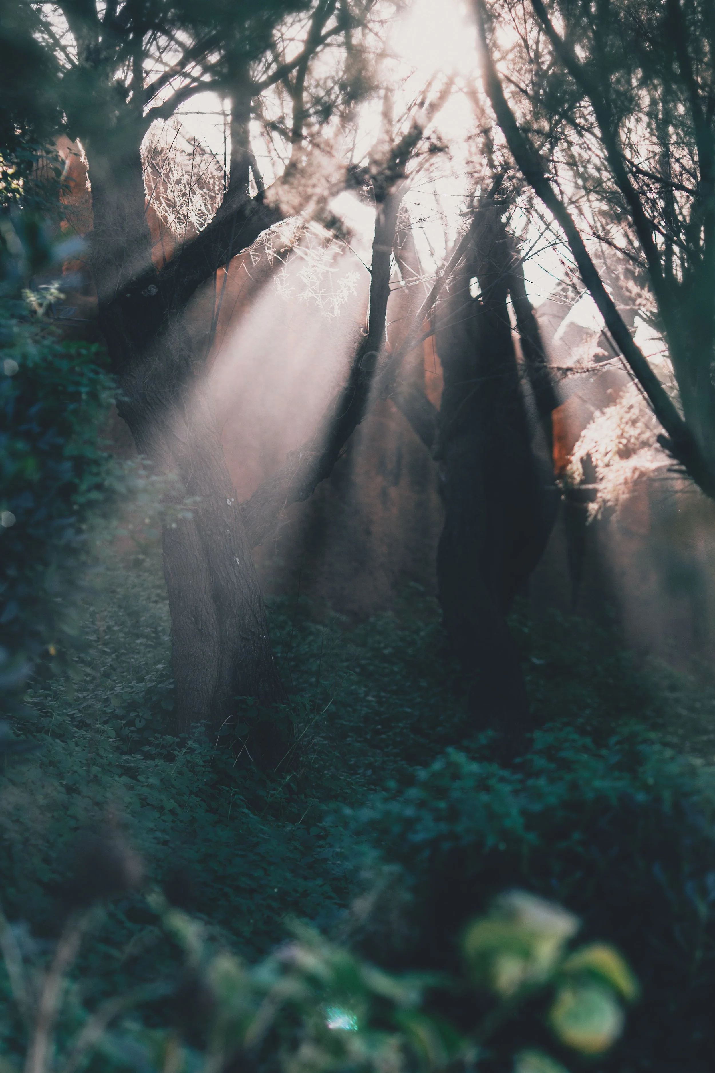 Sunlight streaming through a dense network of trees in a forest.