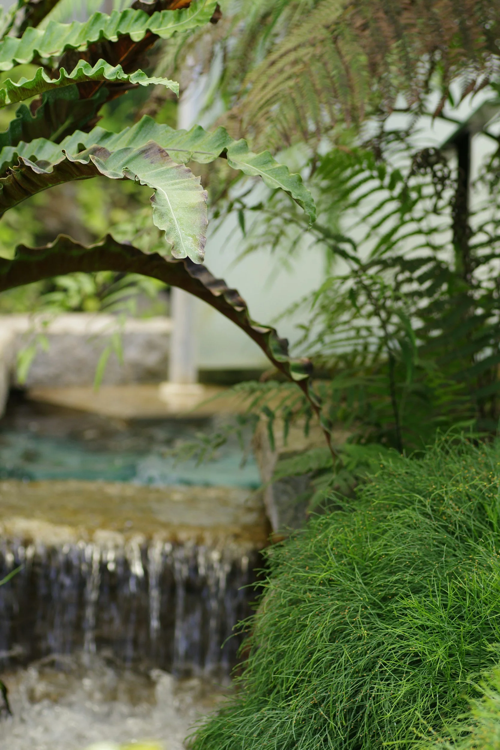 Close-up of tropical green plants, fern leaves, and a small water feature or stream in a garden or greenhouse setting.
