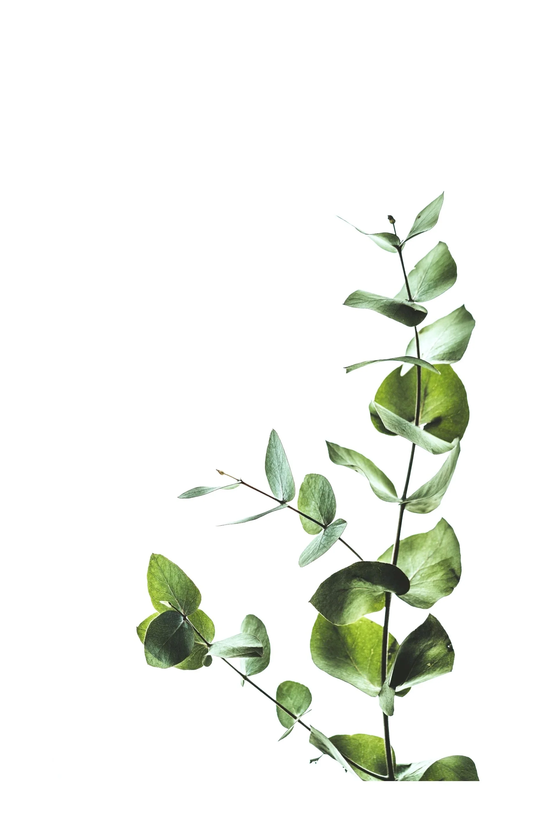 A single green leafy stem with multiple leaves on a white background.