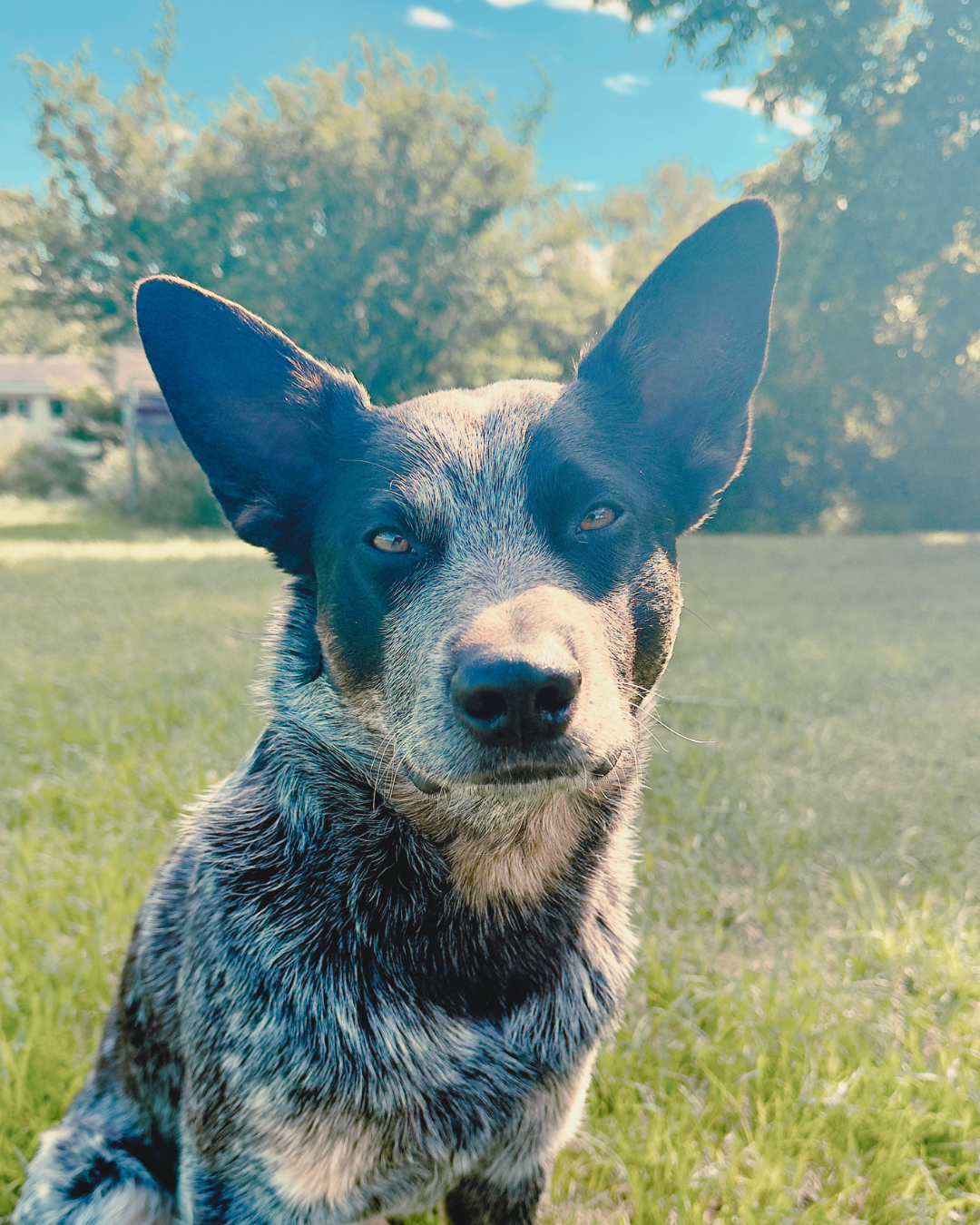 Close-up of a black and gray Australian Cattle Dog looking at the camera outdoors on a grassy field with trees and a blue sky in the background.
