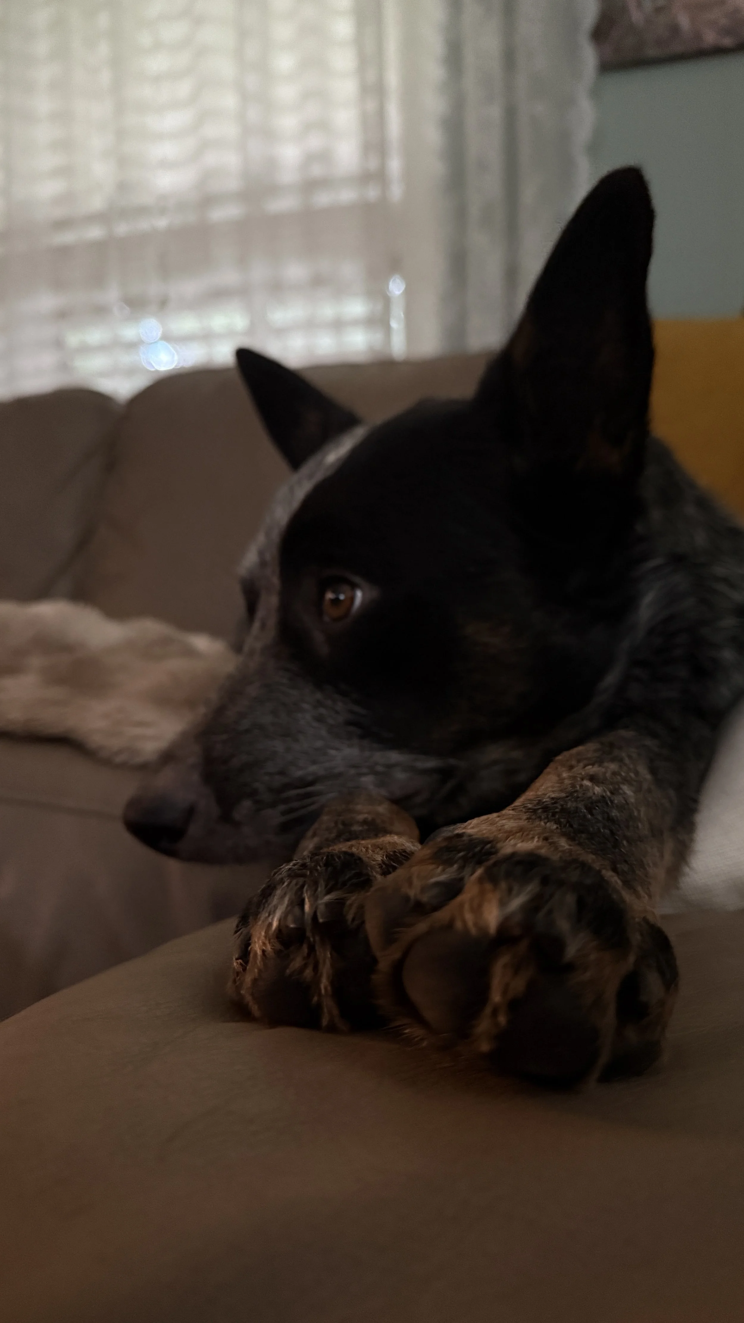 Close-up of a black and brown dog lying on a couch with a background of a window with blinds.