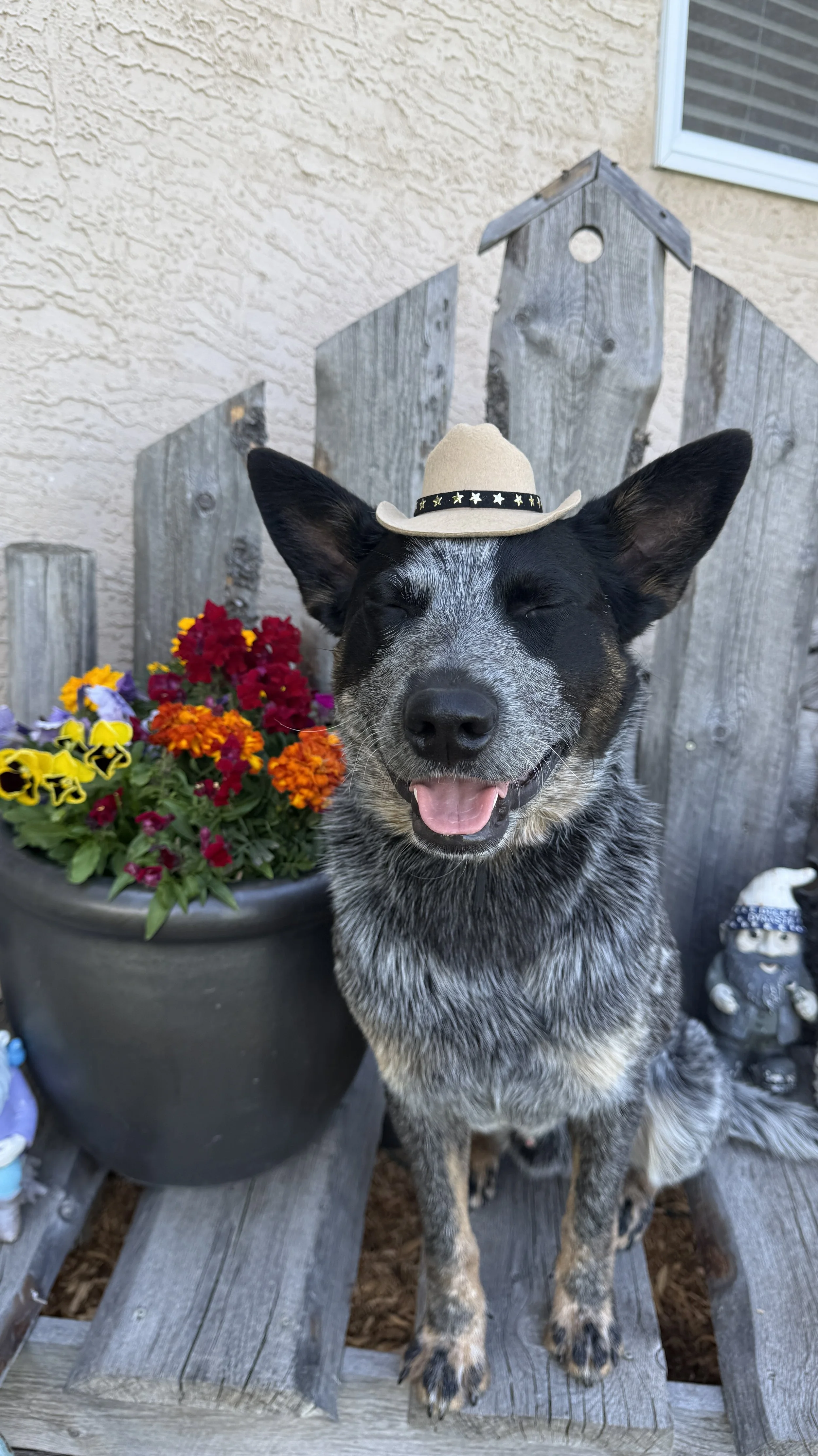 A happy dog with a black and gray coat, wearing a small beige cowboy hat decorated with black stars, sitting on a wooden bench in front of a beige wall and a window. Behind the dog, there is a pot of colorful flowers and a small garden gnome figure.